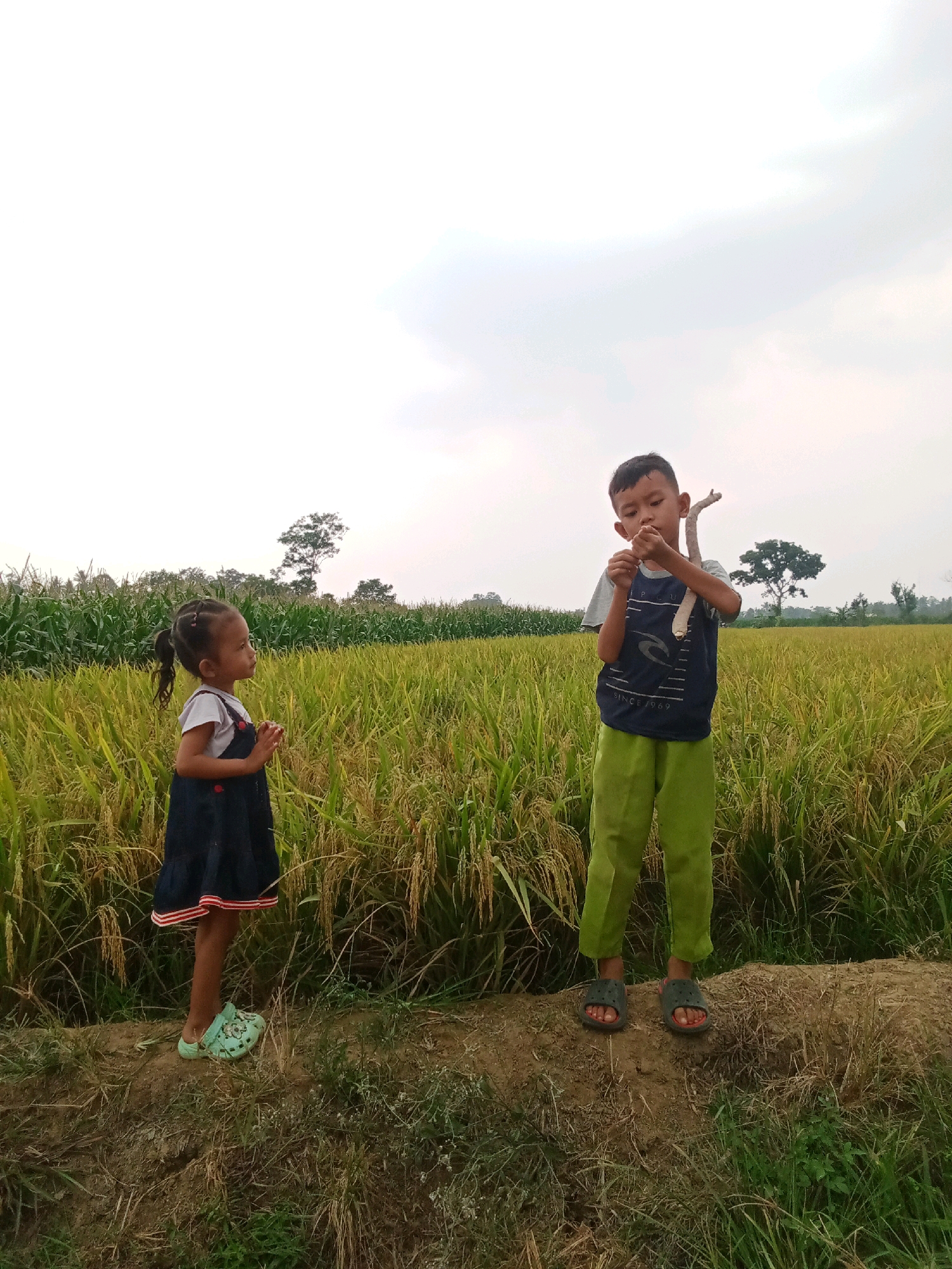 A young boy and girl stand in a rice paddy field under an overcast sky. The girl, on the left, wears a dark blue dress with a white top and light blue clogs. Her hands are clasped together in front of her. The boy, on the right, wears a dark t-shirt and bright green pants. He is holding a thin, curved piece of wood in his right hand and inspecting something in his left. Behind them, the rice paddy stretches out, with some corn plants visible on the far left. The ground they stand on is a dirt path with dry grass.