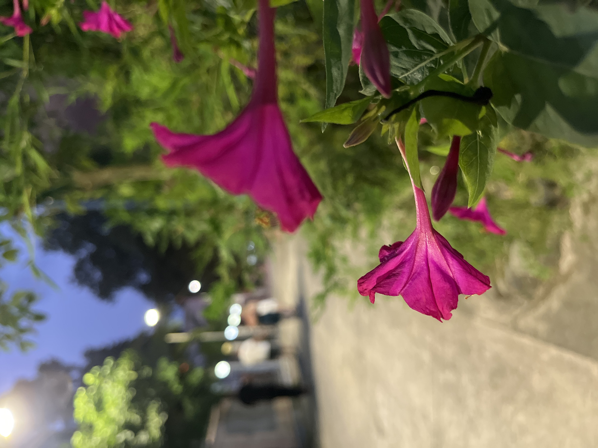 In Ureki, Georgia, the image captures a close-up of fuchsia-colored flowers blooming alongside a paved walkway. In the background, out of focus, several individuals are walking along the path under the soft glow of streetlights. The sky appears to be in twilight. The foreground is dominated by the vibrant flowers and lush green foliage, with the walkway and blurred figures providing context of an urban evening stroll.