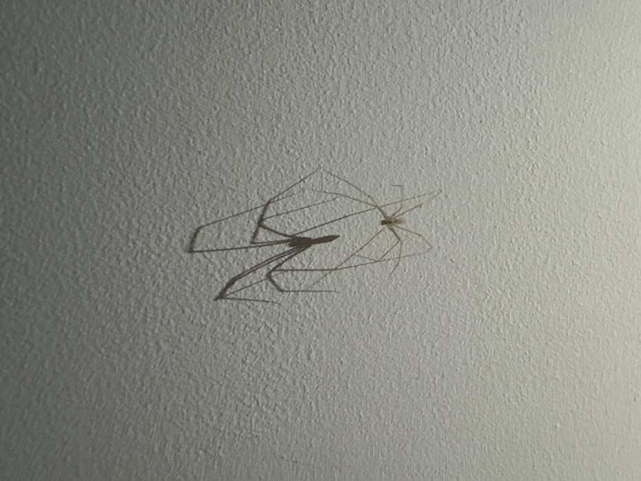 Two arachnids, likely harvestmen (Opiliones), are visible on a white textured wall. One spider is fully visible with its long spindly legs spread out. The other is partially obscured by its shadow, which is cast prominently beside it. The shadow is sharp and detailed, mirroring the leg positions of the spider. The wall texture adds subtle variations in shading.
