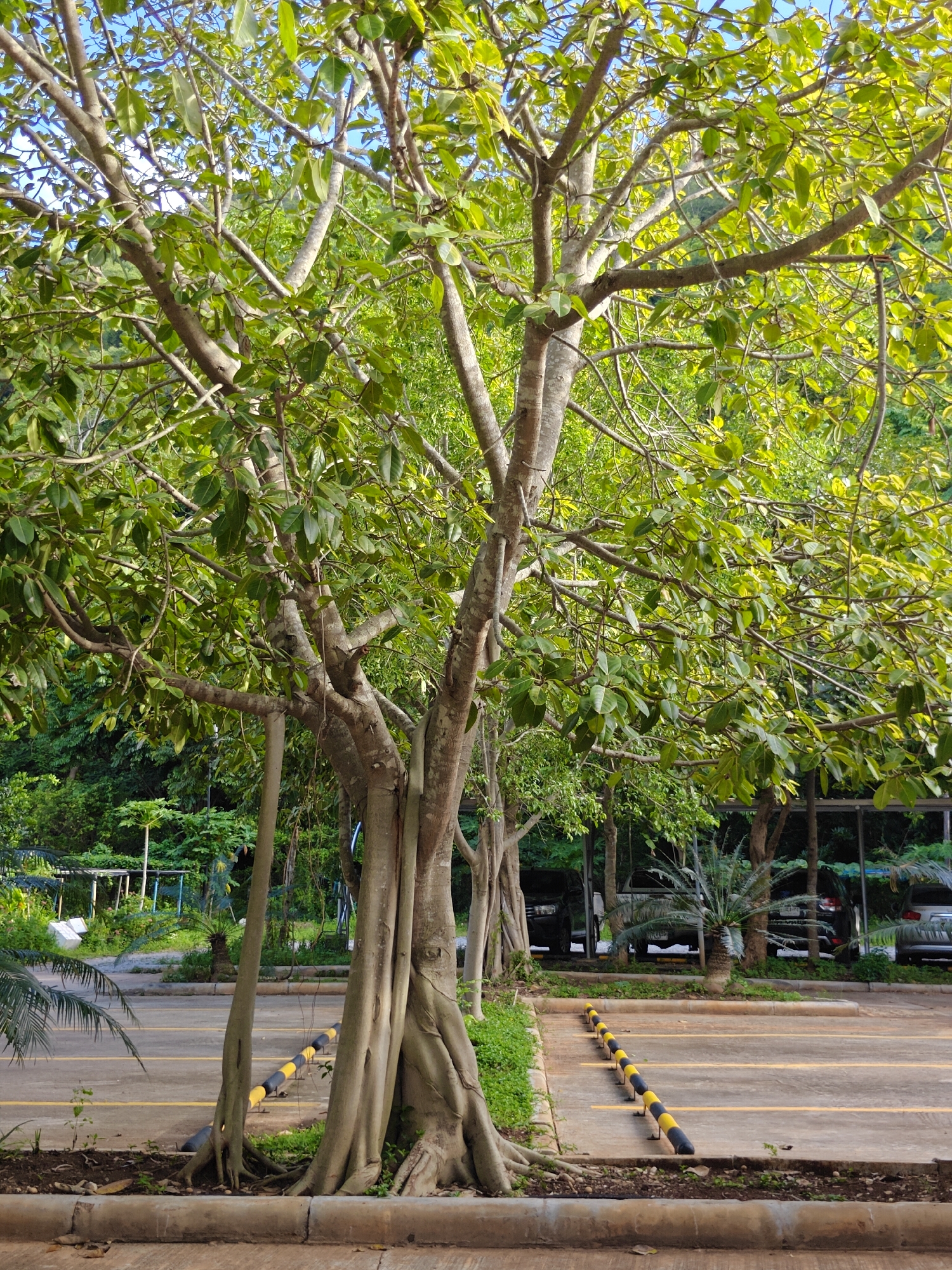 In Mu Si, Thailand, a large tree with thick, exposed roots dominates the foreground of a paved area. The tree has multiple trunks and branches covered in vibrant green leaves. In the background, a parking lot with yellow and black bollards is visible, with several cars parked under a covered structure. Lush green foliage surrounds the parking area, suggesting a tropical environment. The sky is clear and blue, indicating good weather.