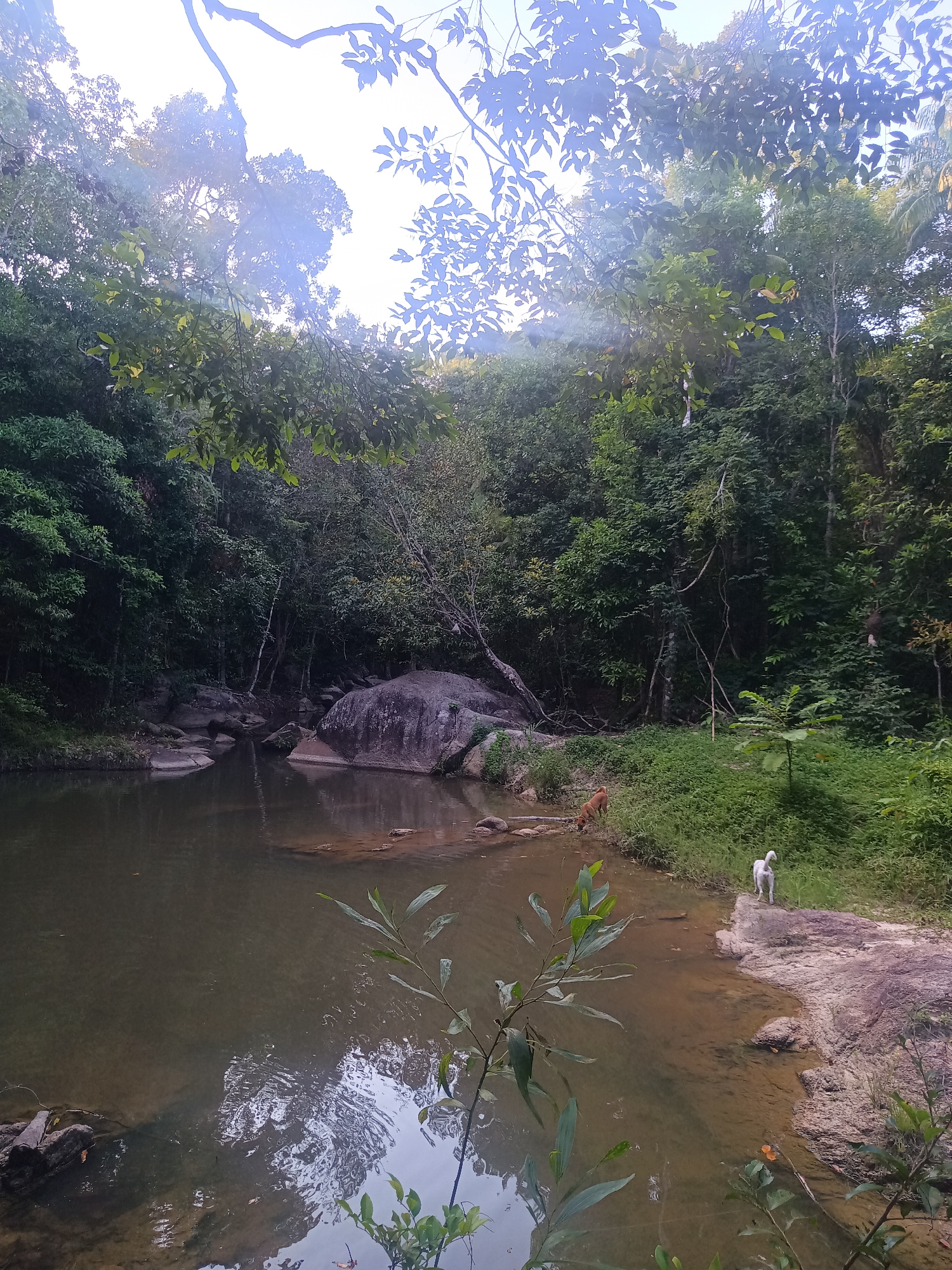 A serene natural landscape unfolds in Baan Thong Nang, Thailand, showcasing a calm body of water, likely a river or natural pool, nestled within a dense tropical forest. The water's surface reflects the overhead trees and bright sky. Large, smooth rocks are visible along the water's edges and partially submerged, indicating a natural waterway or pool formed by a stream.
Two dogs are present on the right side of the scene. A light-colored dog, possibly white or cream, stands on a rocky patch bordering the water, looking towards the right. Further to the left and partially obscured by the bank, a reddish-brown dog is seen near the water's edge, seemingly drinking or sniffing the surface.
The surrounding forest is lush and verdant, with a thick canopy of various green trees dominating the background. Sunlight filters through the dense foliage and gaps in the canopy, creating bright areas and a soft, hazy glow in the upper parts of the image, suggesting it is daytime, likely late morning or early afternoon. A thin, leafy branch extends into the foreground from the bottom center, partially framing the view. The overall atmosphere conveys peace and natural beauty, with no human presence visible. No text is visible in the image.