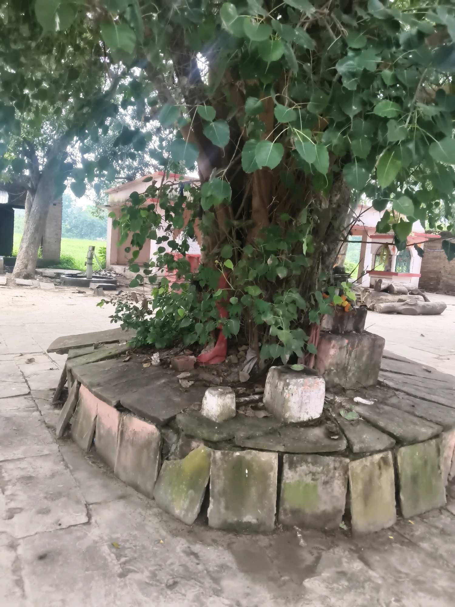 The image depicts a large tree with green leaves in an outdoor setting, likely a temple or sacred site. The tree is positioned in the foreground, with its trunk and branches dominating the center of the frame. A circular platform made of stone slabs surrounds the base of the tree, some of which are cracked or show signs of wear. A small structure, possibly a shrine or temple building, is visible in the background to the right, with a red-tiled roof and arched windows. To the left of the tree, another tree with a lighter-colored trunk is partially visible, along with some rural landscape and a water pump in the distance. The ground is paved with stone tiles. There are no people visible in the image. The overall atmosphere suggests a tranquil and possibly religious location.