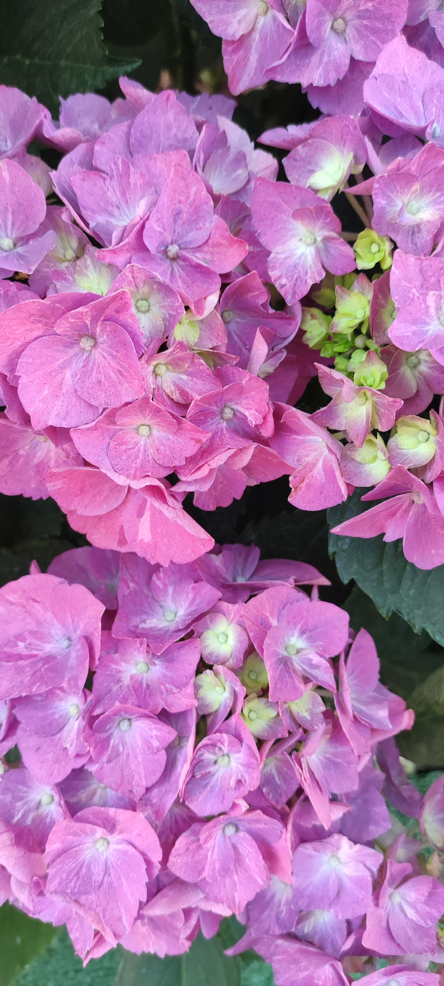The image is a close-up, vertical shot of pink hydrangeas. The flowers are in full bloom, with many individual florets clustered together to form large, spherical flower heads. The petals are a vibrant pink with some lighter, almost white, variegation, and a hint of pale green in the centers of some of the florets. The background is dark and out of focus, with some green leaves visible on the right side. There is no indication of any people, actions, or interactions. The scene appears to be a natural setting, likely a garden. The location in Supsekh, Russia, is not visually represented in the image itself and is therefore a contextual detail provided externally.