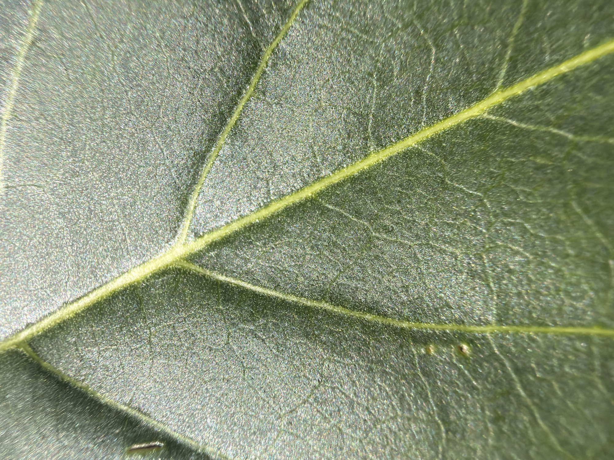 A macro photograph captures the surface of a green leaf, showcasing its intricate network of veins. The veins are raised and a lighter green or yellow hue, contrasting with the darker green of the leaf's surface. Tiny, hair-like structures are visible on the leaf, especially along the veins, giving the surface a slightly fuzzy texture. The overall texture of the leaf appears to be slightly rough or matte, with a subtle shimmer that catches the light. There are a few small, dark specks scattered across the leaf's surface, possibly minor imperfections or debris. The lighting highlights the contours and textures of the leaf, creating a sense of depth and detail.