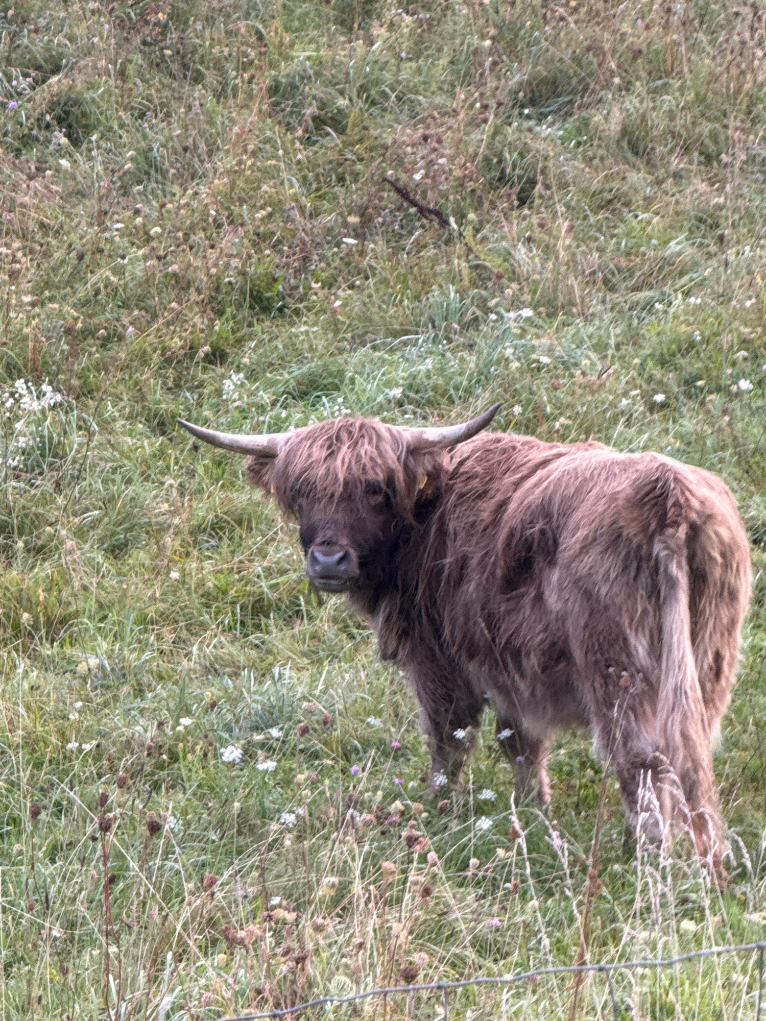 In a field of dry, brown grass interspersed with green blades and small white flowers, a Highland cow stands facing left. The cow is a dark brown with shaggy, long hair covering its body and face, obscuring its eyes. One horn, a light brown color, is visible extending upwards and to the left. The cow's tail is long and bushy. In the foreground, a thin, horizontal wire fence runs across the bottom of the image. The background is a blurred expanse of similar grassy terrain with more scattered white wildflowers. This scene is located in Mažoji Riešė, Lithuania.