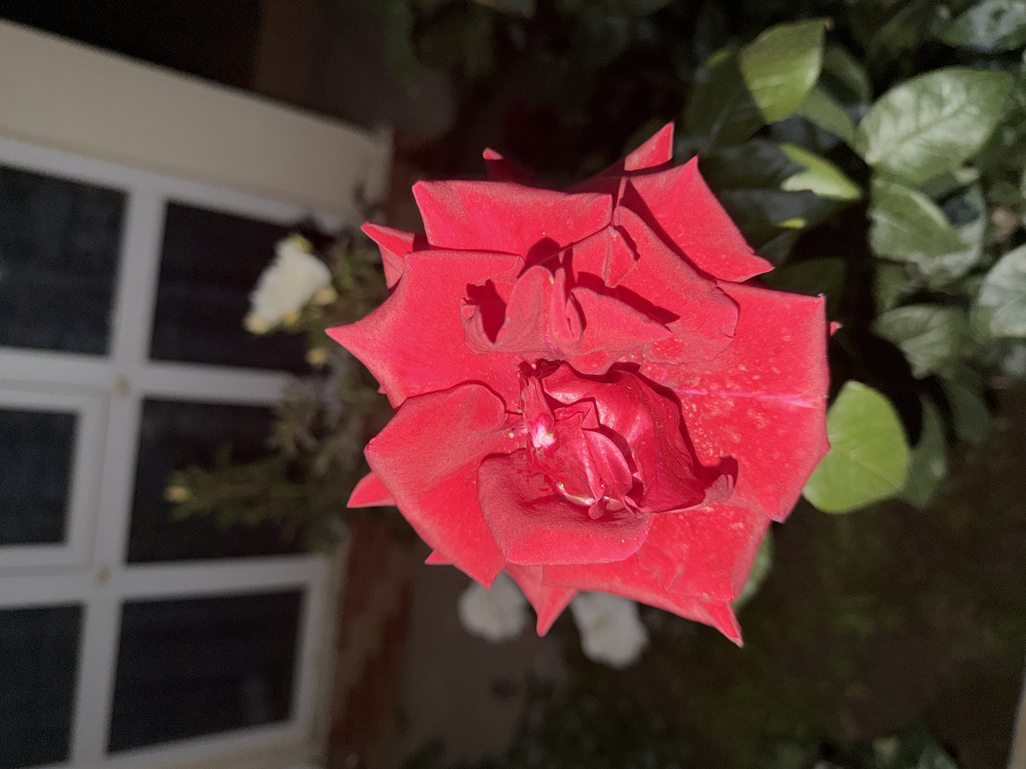 A close-up, low-angle, eye-level, indoor shot captures a vibrant red rose in the foreground, its petals unfurled and textured. The rose is positioned slightly off-center to the right, dominating the frame. In the blurred background, a window with dark panes is visible, suggesting an indoor setting, possibly a home or conservatory. To the left and right of the rose, out-of-focus white flowers add depth and contrast. The lighting appears to be artificial, casting soft shadows and highlighting the rose's velvety surface. The overall atmosphere is one of quiet beauty and natural elegance.