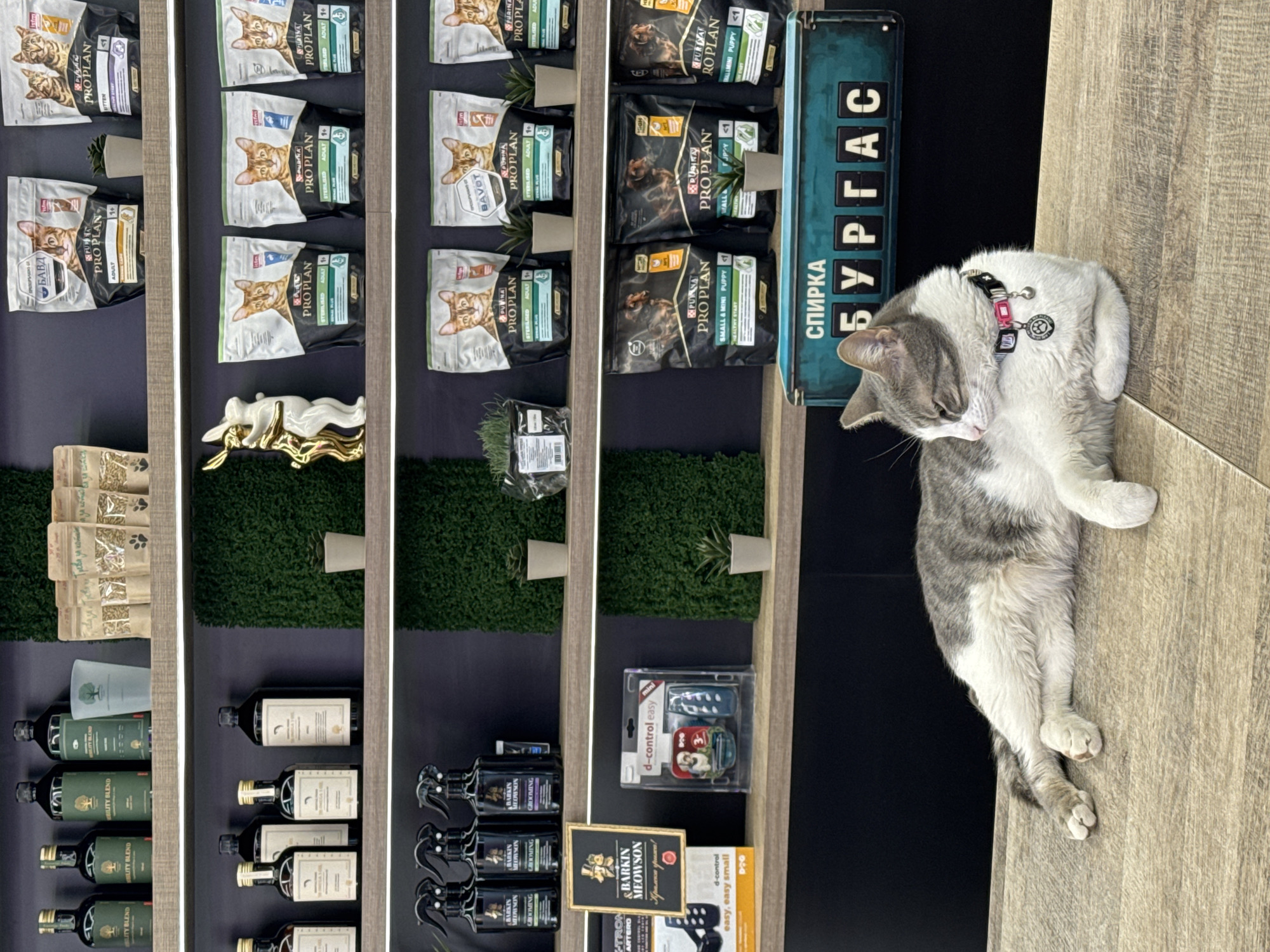 A photograph taken in a pet shop in Burgas, Bulgaria. The shot is a medium, close-up shot focused on shelves of pet supplies. On the leftmost shelves are bottles labeled "BILITY BLEND", followed by bags of dry cat food (Purina Pro Plan) and puppy food, with "СПИРКА БУРГАС" appearing vertically on a repurposed bus stop sign, on the right side. A gray and white cat with a collar lies on a wooden surface to the right of the bus stop sign. The shelves also include small decorative plants and golden rabbit figurines, grooming products labeled "BARKIN MEOWSON", and electronic pet training devices labeled "d-control easy".