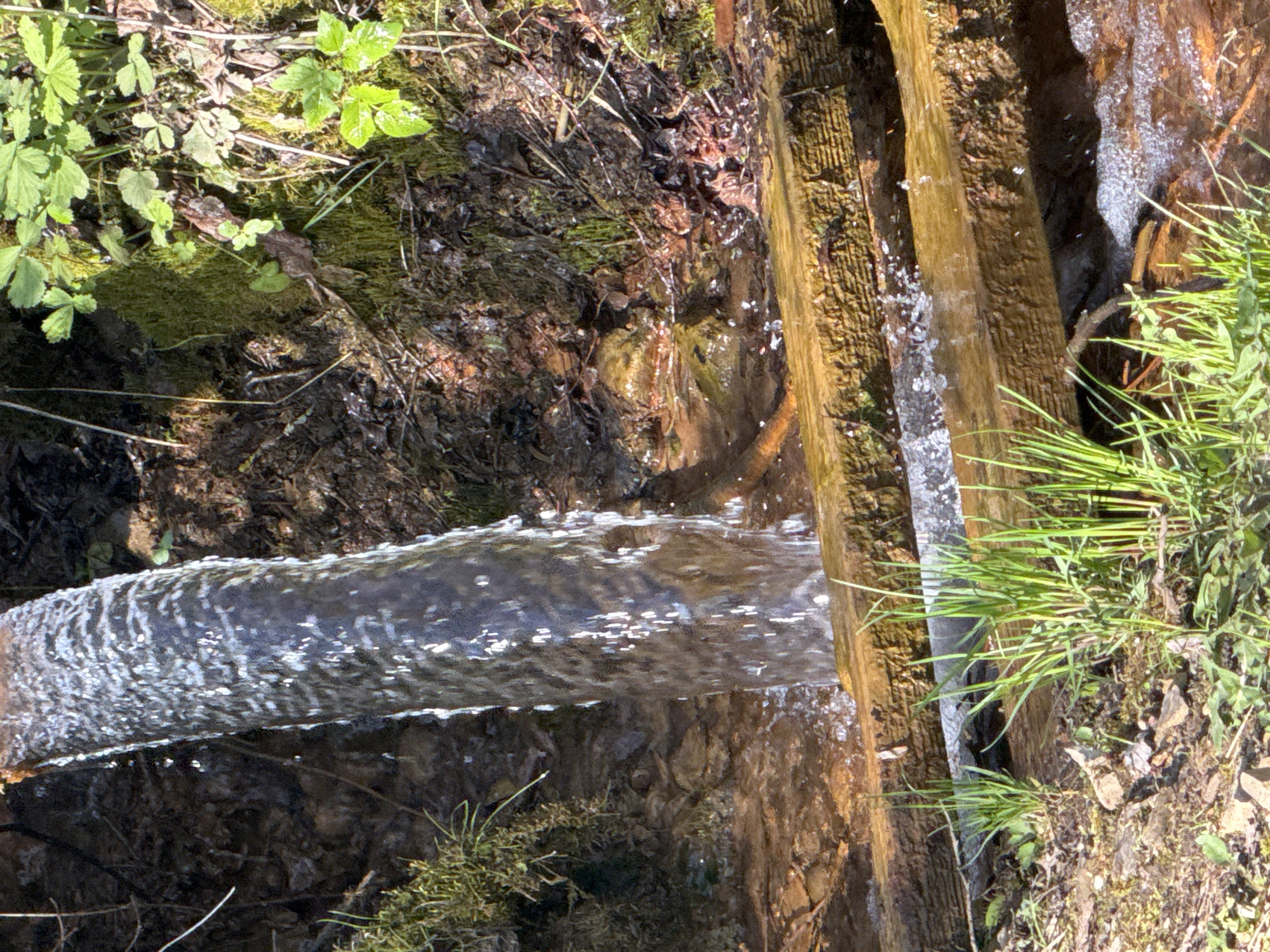 The image shows a water source with a flow of water coming from the left side of the frame, flowing over a wooden structure consisting of two planks. On the left side, there is lush vegetation including green plants and moss. On the right side, green grass grows next to the wooden structure. The location is not specified in the prompt.