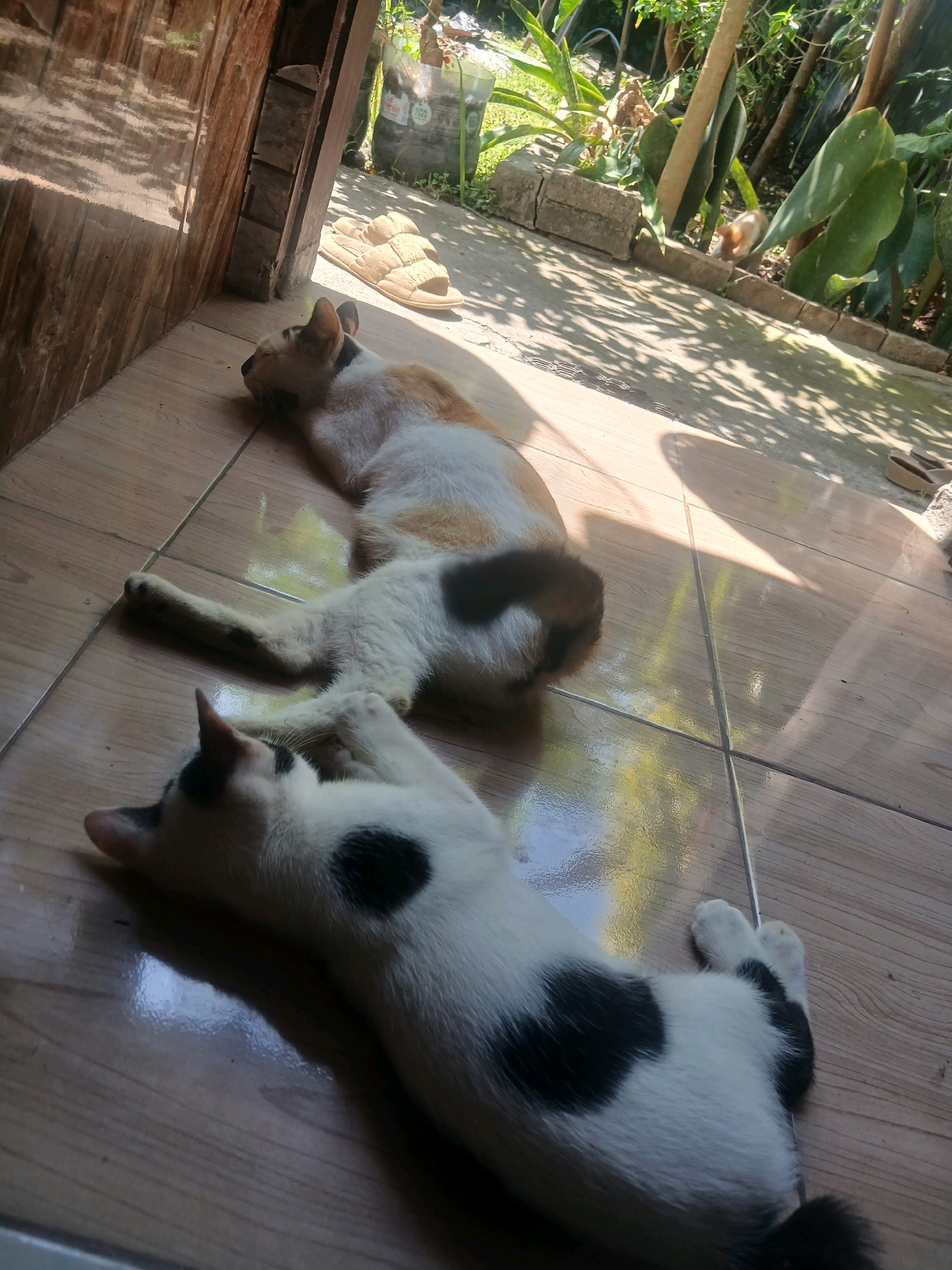 Two cats are lying on a tiled floor next to a wooden structure. One cat is predominantly white with orange and black markings, while the other is white with black spots. The cats appear to be resting in a sunny outdoor area, possibly a porch or patio, with plants and shadows visible in the background. The scene is likely located in a residential area in Banyuwangi, Indonesia, given the architectural style and vegetation.