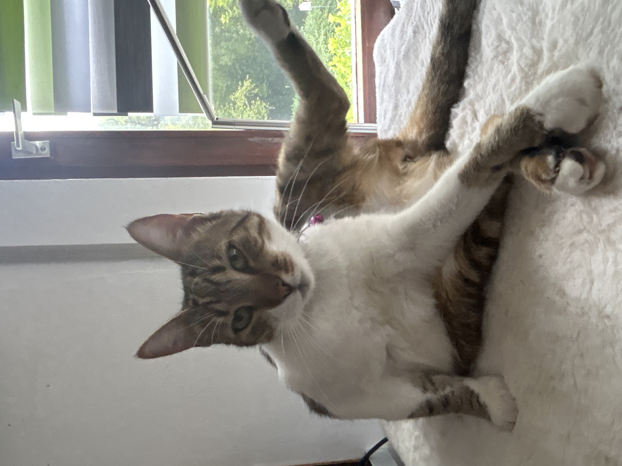 A tabby and white cat is sitting on a fluffy white surface in front of a window with green blinds and a view of trees. The cat is looking towards the camera with its front paws crossed. The cat is wearing a pink collar. The scene appears to be indoors, possibly a home, in Heilbronn, Germany.