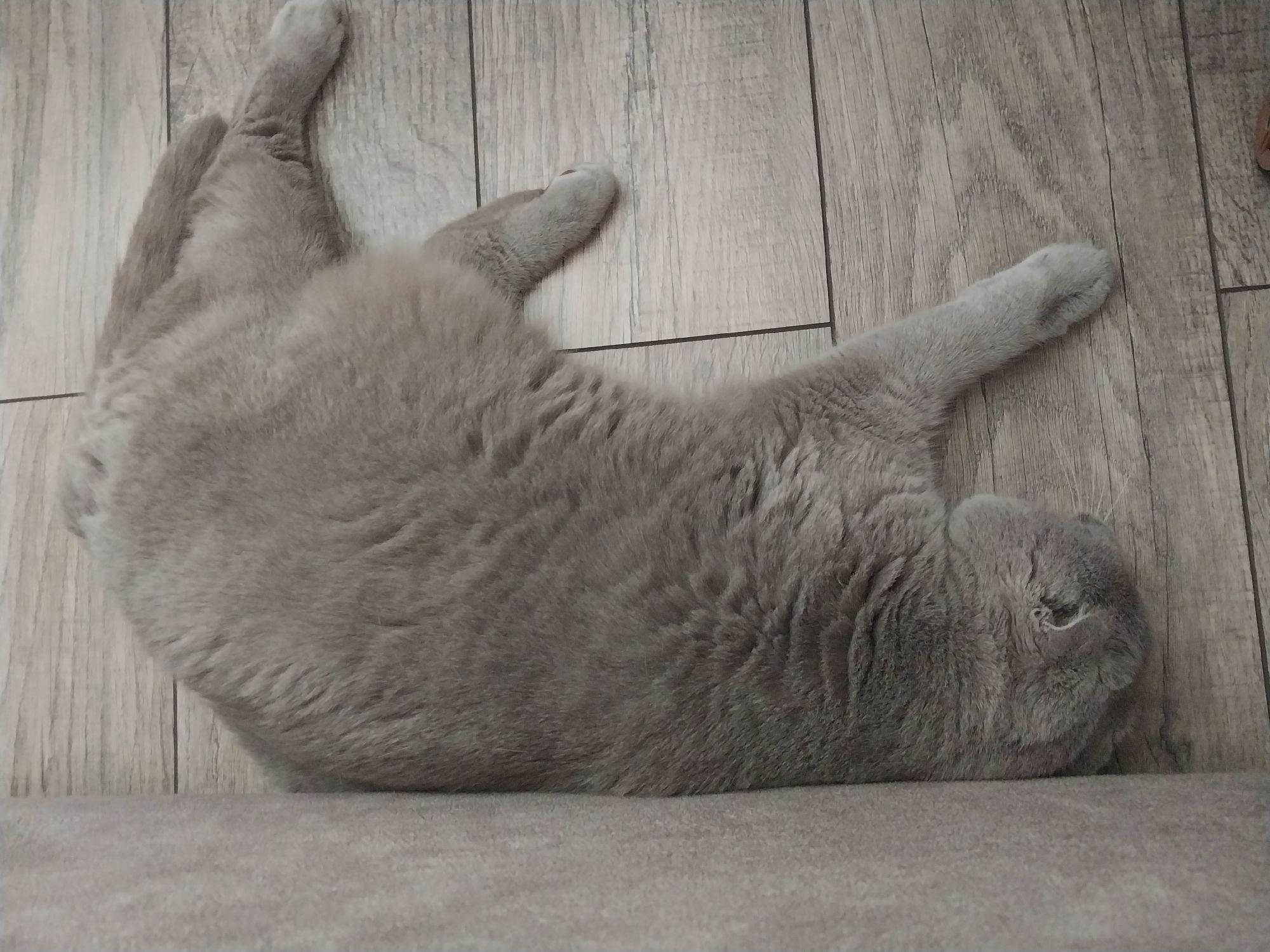 A grey cat is sleeping on a wooden floor. The cat is lying on its side, with its head tucked under its body. Its paws are extended in front of it. The floor is made of light-colored wooden planks. A portion of a grey upholstered piece of furniture is visible on the left side of the image. The scene appears to be indoors, possibly in a residential setting, but no specific location within the city of Dnipro, Ukraine, can be determined from the image alone.