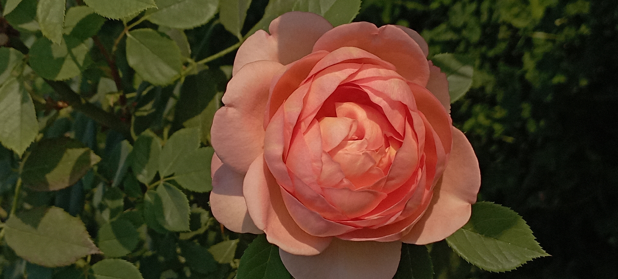 A close-up, vertical shot captures a fully bloomed, peach-colored rose against a backdrop of dark green foliage. The rose, centrally positioned, displays numerous tightly packed petals, with hints of lighter yellow tones at its core. Sunlight casts gentle shadows on the petals, highlighting their velvety texture and delicate curves. Some green leaves, serrated at the edges, are visible in the foreground and background, partially obscuring the rose and suggesting it is part of a rose bush. The overall lighting suggests it is either early morning or late afternoon. The image does not contain any information that would indicate a specific location in the city of Radisne, Ukraine.