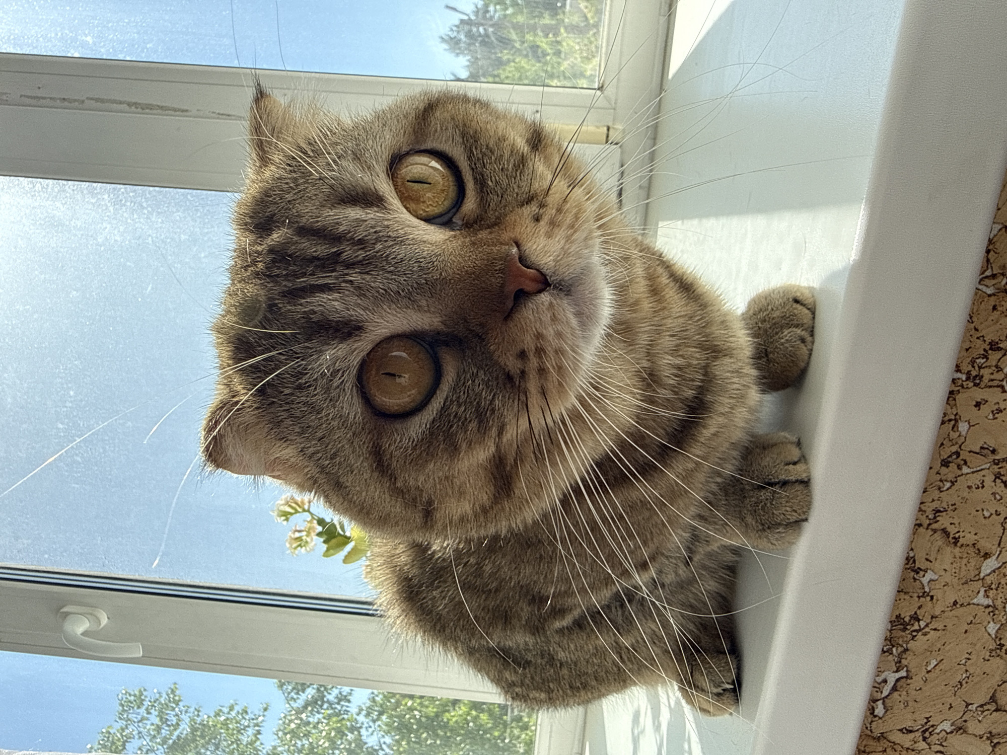 A tan tabby cat with large golden eyes sits in a window sill, tilting its head to the left and looking down at the camera. The cat is positioned in the upper portion of the frame, with the window and the outside visible in the background. The window frame is white, and greenery from trees outside is visible through the glass. The window sill is also white, and there is a textured surface to the right of the cat. The scene appears to be inside a building, possibly a home, in the city of Unknown, Unknown.