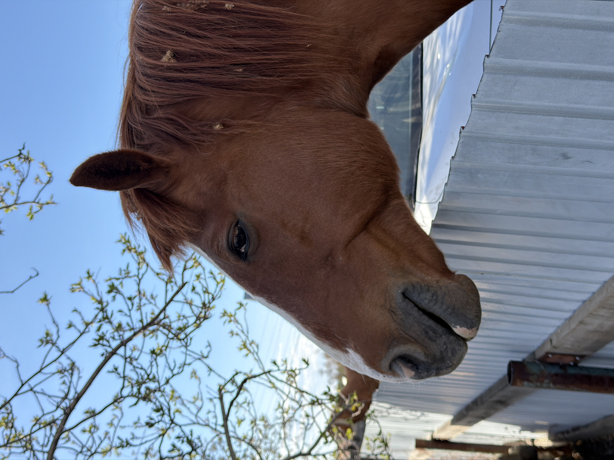 A close-up, low-angle shot features a brown horse's head against a background of a light blue sky, budding tree branches, and a corrugated metal structure. The horse's head occupies a large portion of the frame, with a portion of its mane visible. The horse appears to be looking down, towards the camera. The surrounding environment includes branches with small buds, indicating spring. Also some rusty pipes are noticeable in the corner. The location in Zheleznodorozhny, Russia is unknown.