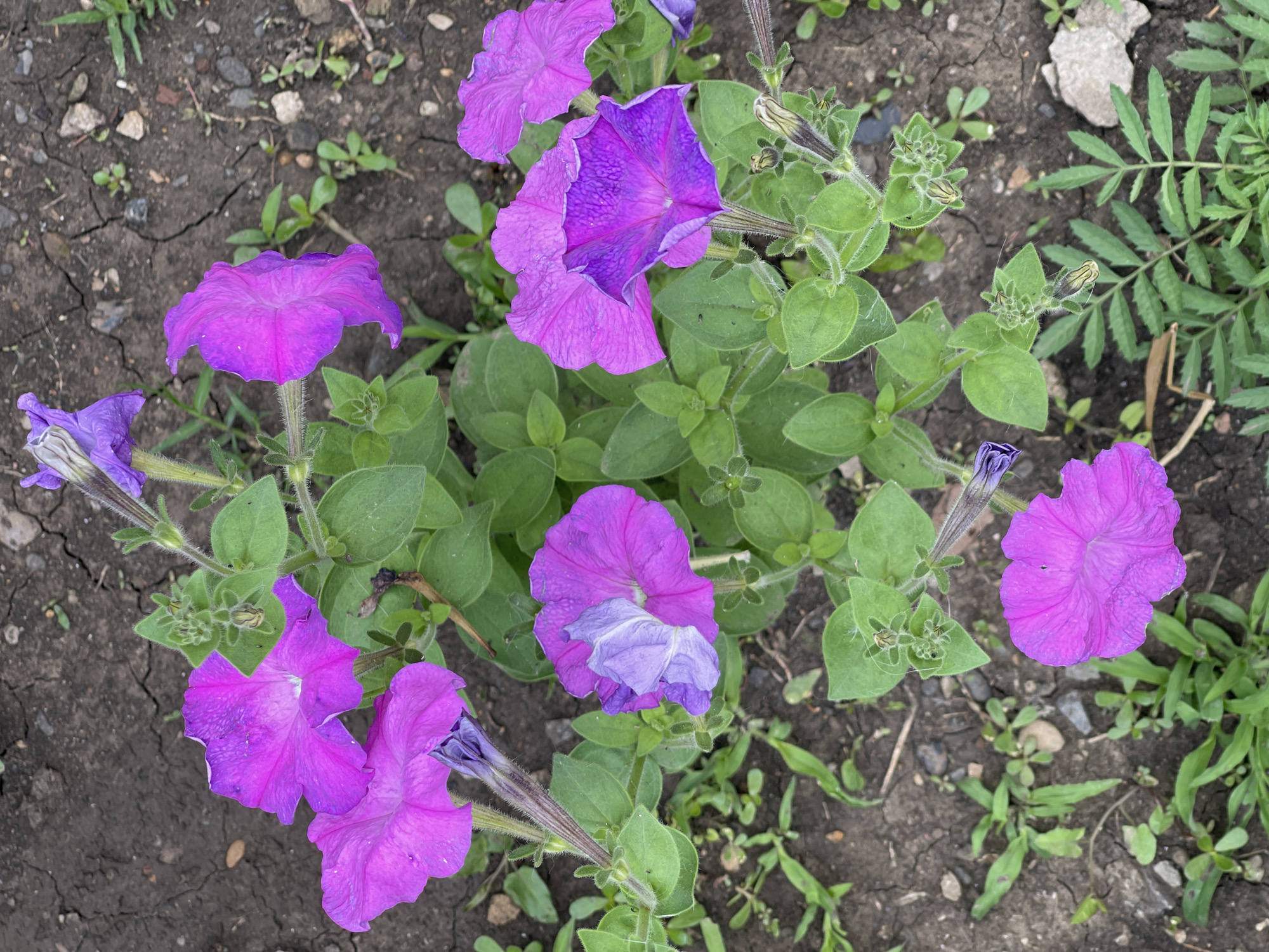 This media file is a top-down, eye-level shot of several purple petunia flowers blooming amongst green foliage and dark, cracked soil. The flowers, varying in their stage of bloom, display a vibrant purple hue with some showing lighter, almost pastel shades on their ruffled petals. The soil is dry and appears to be in a garden or natural outdoor setting, with small pebbles and sparse green weeds scattered across its surface. In the background, to the right, a feathery green plant is visible. The lighting suggests it is daytime, and the overall scene conveys a sense of natural beauty and the growth of flora. There is no visible text.