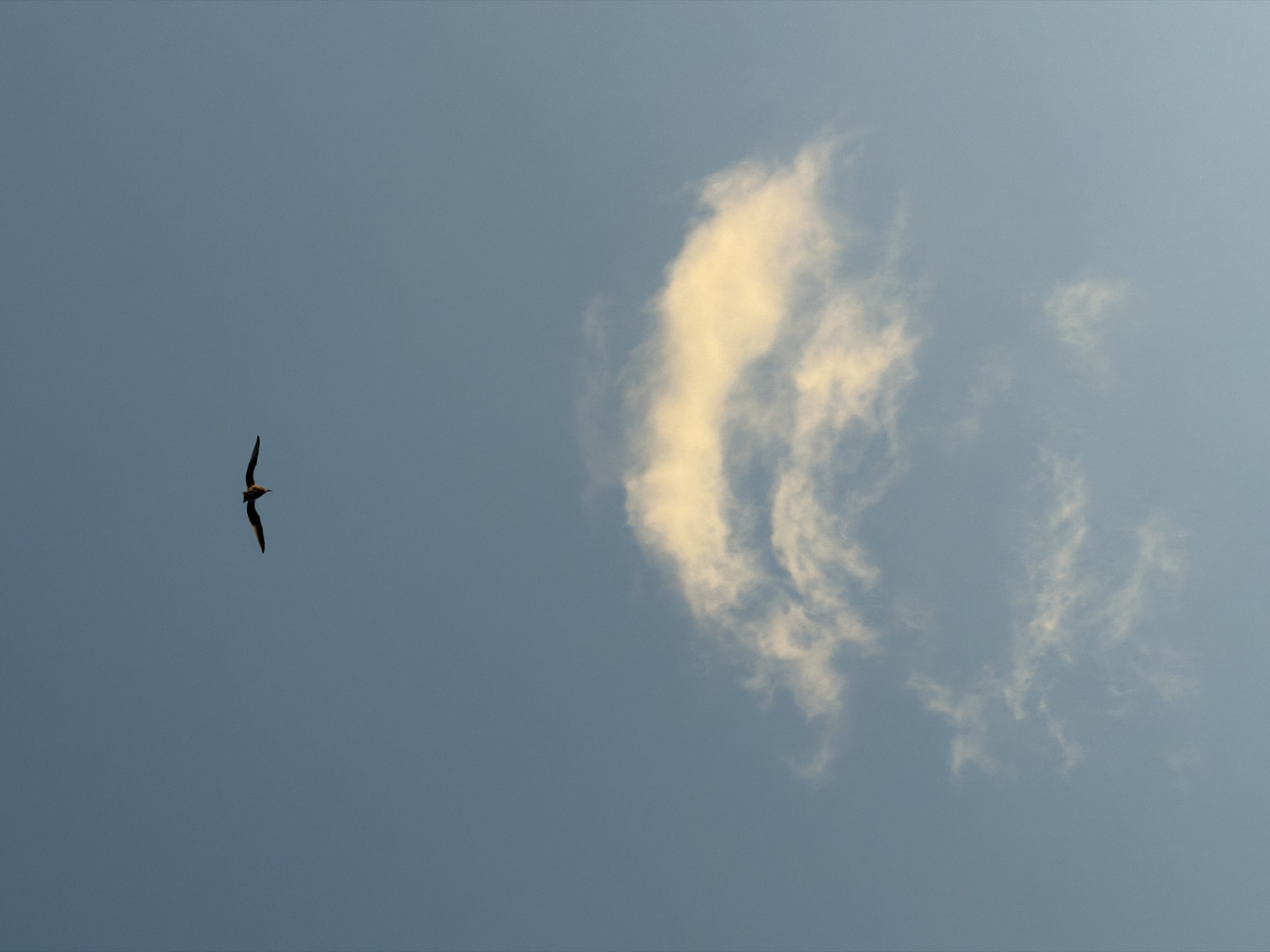 A bird flies through the sky to the left of a fluffy cloud.