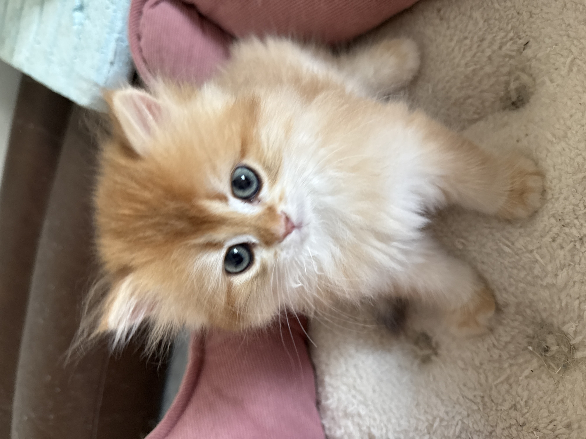 A young, fluffy orange and cream kitten with striking bright blue eyes is seated upright, facing directly towards the viewer. The kitten's fur is notably soft and somewhat unkempt, especially around its pointed ears. It rests on a light-colored, textured fabric surface, resembling a plush blanket or rug, which exhibits several small dark specks and a noticeable tuft of lint in the foreground. Surrounding the kitten in the immediate background are soft, padded objects. To the kitten's left, a portion of a pink or mauve-colored plush material is visible. To its right, similar pink material is present, extending to a light blue textured fabric object. Behind these items, a blurred dark brown surface, consistent with furniture upholstery, completes the background. The scene is illuminated by soft, diffused lighting. The location is in the city of Yurukovo, Bulgaria.