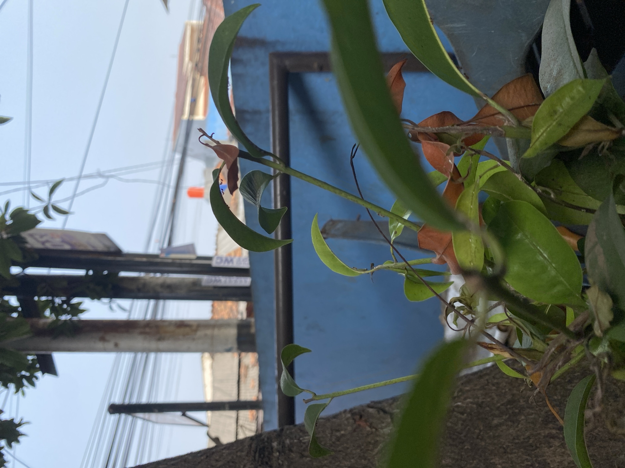 The image depicts an outdoor scene with a focus on lush green foliage in the foreground, some of which appears to be wilting or dried brown. Behind the plants, a bright blue wall serves as a backdrop. To the left, a thick, textured tree trunk is visible, possibly indicating the plants are growing near or on a tree. In the middle ground, various utility poles and wires are present, suggesting an urban or suburban environment. Beyond the blue wall and poles, rooftops of buildings can be seen, some with terracotta tiles and one with a distinct orange water tank, common in residential areas of Tangerang, Indonesia. The sky is overcast, indicating a cloudy day. No people are present in the frame, and the scene is static, capturing a moment in time.