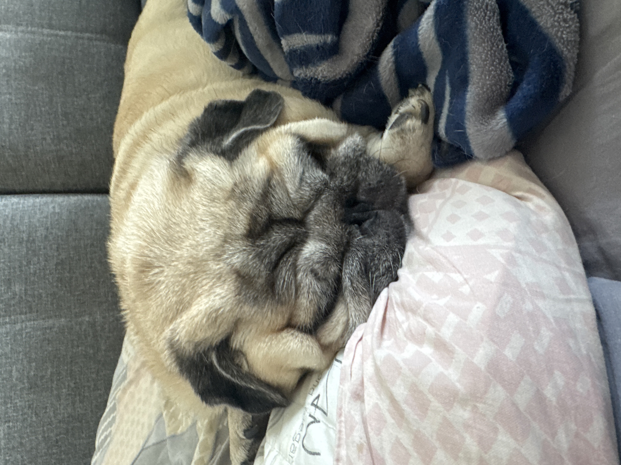 A fawn-colored pug is sleeping soundly on a couch. The pug is curled up on its side, with its face buried in its paws. It is covered by a blue and gray striped blanket on one side and a pink and white patterned blanket on the other. The background is a blurred image of a gray couch. The image appears to have been taken in a home environment. There is no information available to determine the location in Bishkek City, Kyrgyzstan.