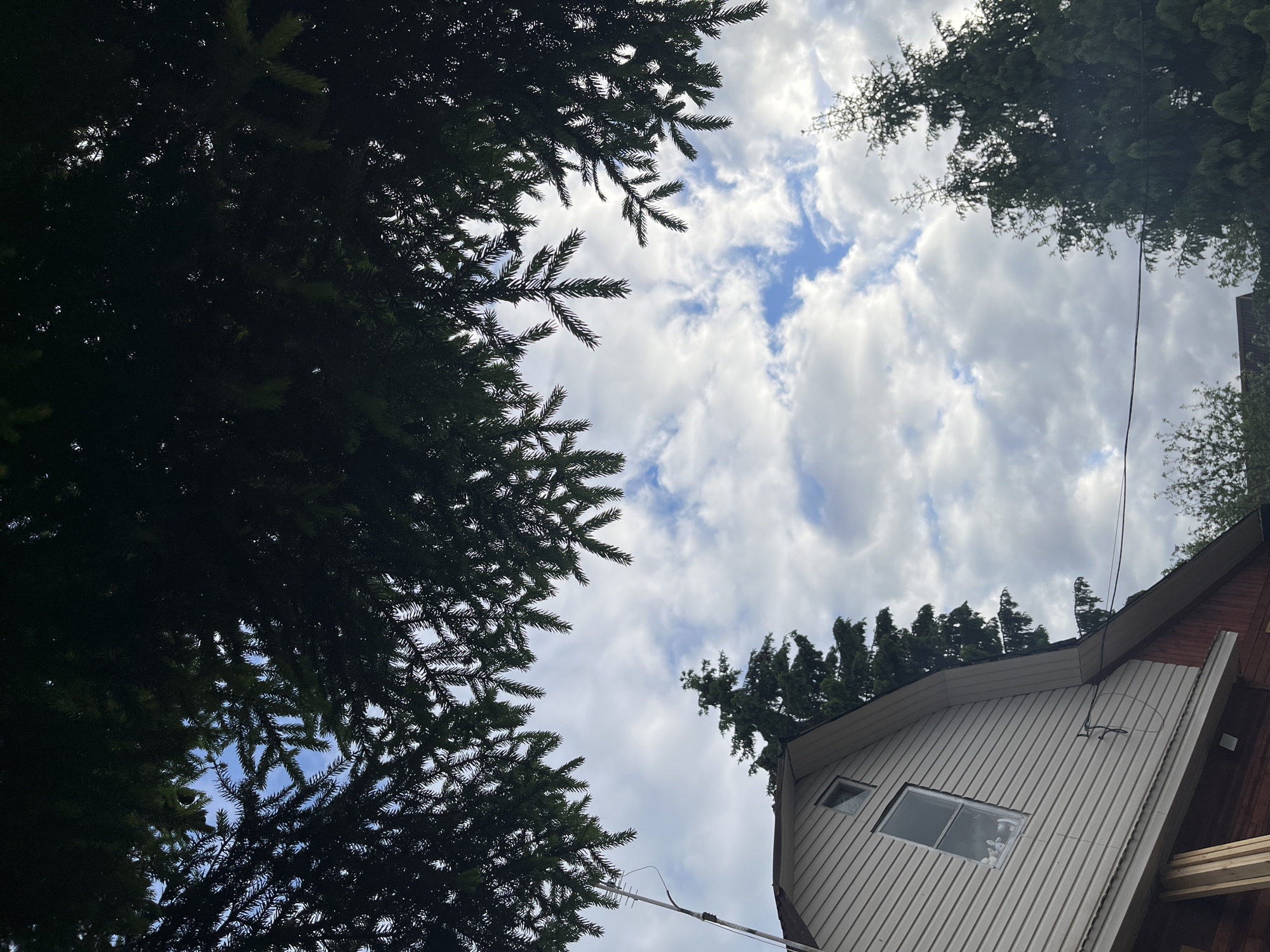 The image is an upward-angled view through tree branches, towards a cloudy sky and part of a building. The trees are coniferous, framing the scene on the left and partially on the right and top. The sky is mostly overcast with some patches of blue visible. A portion of a house is visible on the right side, featuring light-colored siding, dark red trim, a window, and an antenna. There are no people visible. Based on the siding and trim of the house it is a house. There are no clear indicators of a specific location or the city of Mshinskaya in Russia.