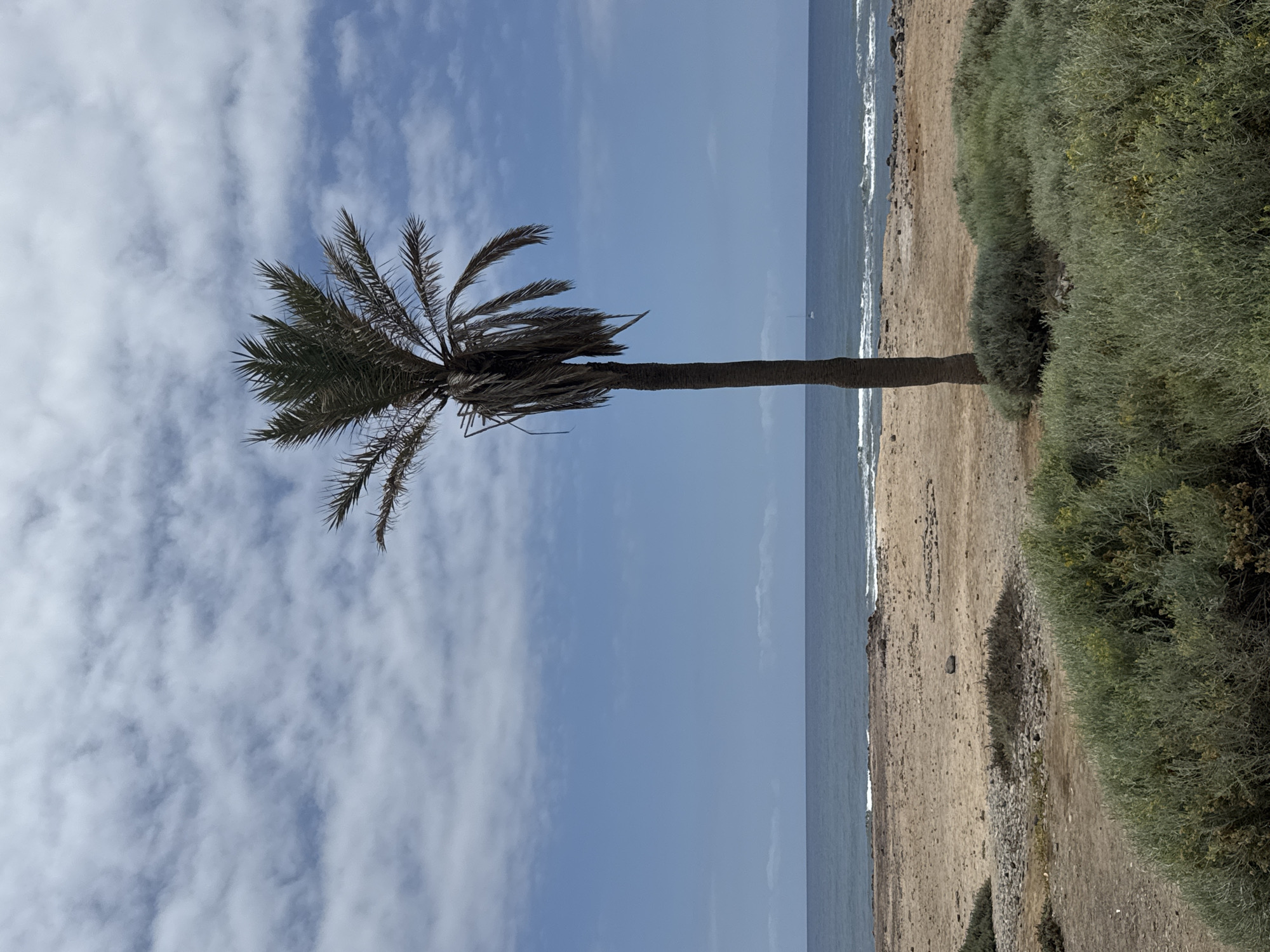 A solitary, mature palm tree stands on a sandy beach in Arona, Spain. The tree is tall and slender with dry, drooping fronds, suggesting it may be somewhat weathered. The beach is composed of sand and rocks, with patches of low-lying green scrub vegetation in the foreground and scattered across the sand. The ocean stretches out to the horizon, with gentle waves breaking on the shore. A small sailboat is visible in the distance on the water. The sky is a clear blue, with scattered white clouds.