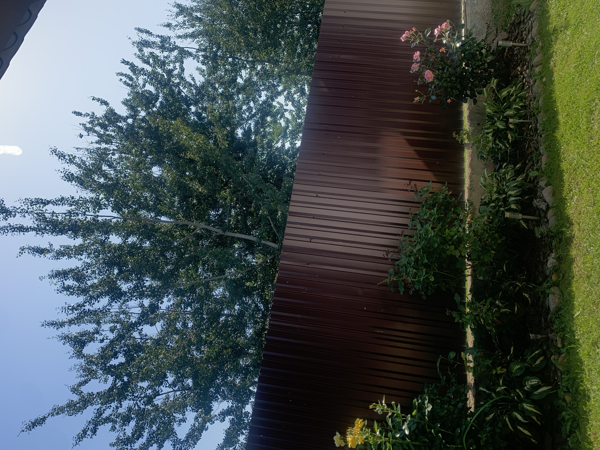 A low-angle, full outdoor shot shows a residential backyard on a sunny day. A tall, reddish-brown corrugated metal fence runs horizontally across the middle of the frame, serving as a visual barrier. Above the fence, a canopy of green trees with dense foliage fills the upper portion of the image, their branches reaching towards a clear blue sky. The leaves are varied in size and shape, suggesting a mix of tree species.
In the foreground, on the left side of the frame, a cluster of yellow flowers blooms on a slender plant. To the right, near the fence, a rose bush with pink flowers is visible, with a few open blooms and numerous buds. Between the yellow flowers and the rose bush, various green plants with broad leaves, possibly hostas, grow in a mulched garden bed. Scattered around the plants are several large, gray rocks. The ground is covered in green grass, and two small, cylindrical solar-powered lights are planted in the garden bed. The sun casts a diagonal shadow on the fence, indicating the time of day. The overall impression is of a well-maintained garden. The scene is consistent with a private backyard in a suburban area of Minsk, Belarus.