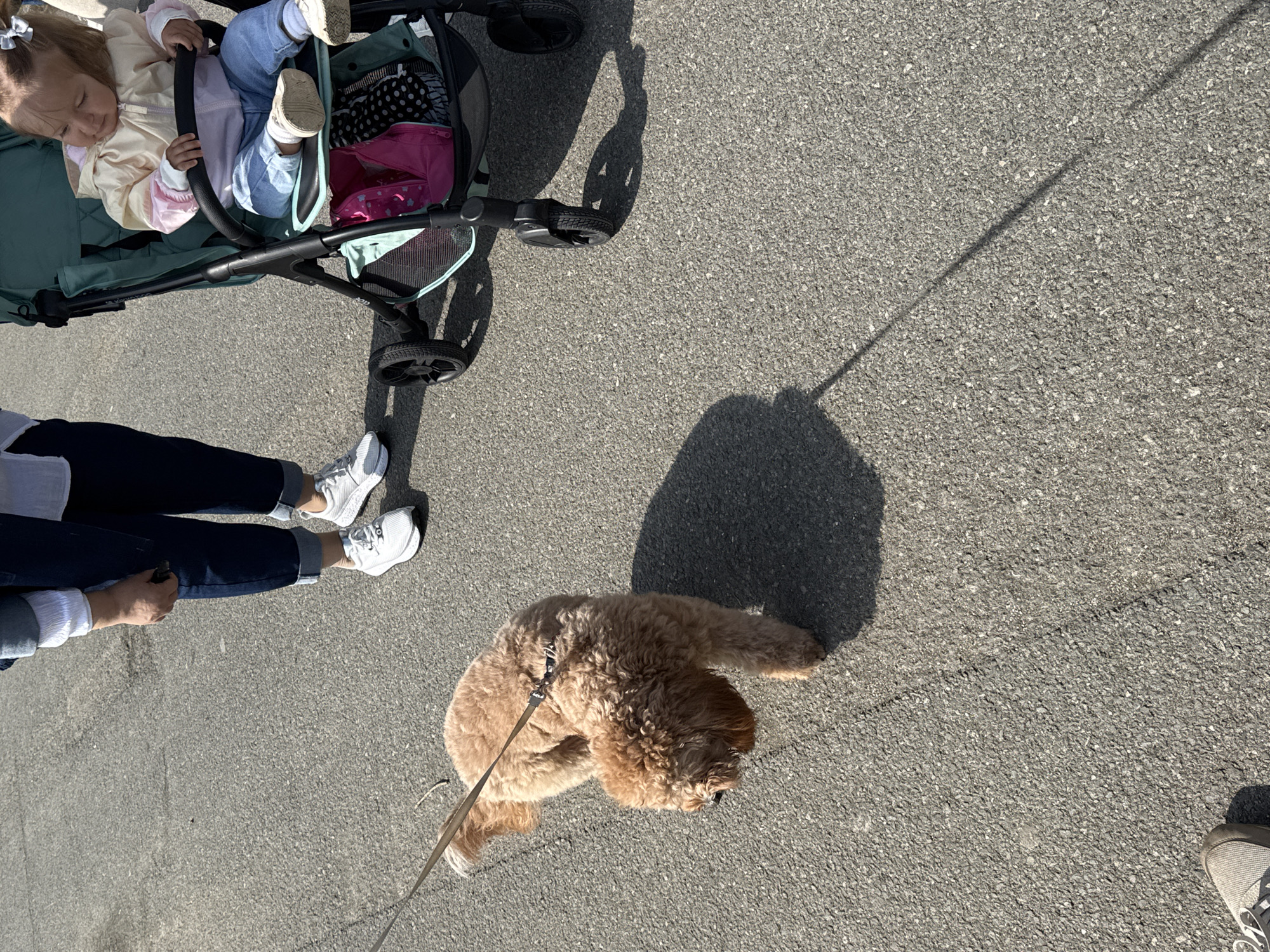 A photograph taken outdoors depicts a sunny day on a gray asphalt surface, likely a road or sidewalk. The scene features a light brown, medium-sized dog, possibly a poodle or doodle mix, on a leash held by a person partially visible with dark denim pants and white sneakers. Beside them, there is a stroller with a baby inside. The stroller is green, and the baby is wearing light-colored clothing. The shadows suggest a light source from the right of the image. The location appears to be an urban or suburban environment. There is no information to infer the location in Burgas, Bulgaria from the image.