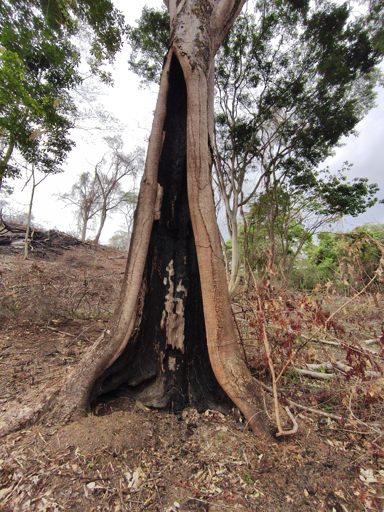 The image depicts a large, burnt-out tree trunk in a wooded area, potentially near Tinaquillo, Venezuela. The trunk is significantly hollowed out, with charred interior walls. The surrounding area shows signs of past fire damage, with scorched earth, dead leaves, and burnt branches. Other trees and vegetation are visible in the background, some appearing healthy while others show the effects of the fire. The sky is overcast.