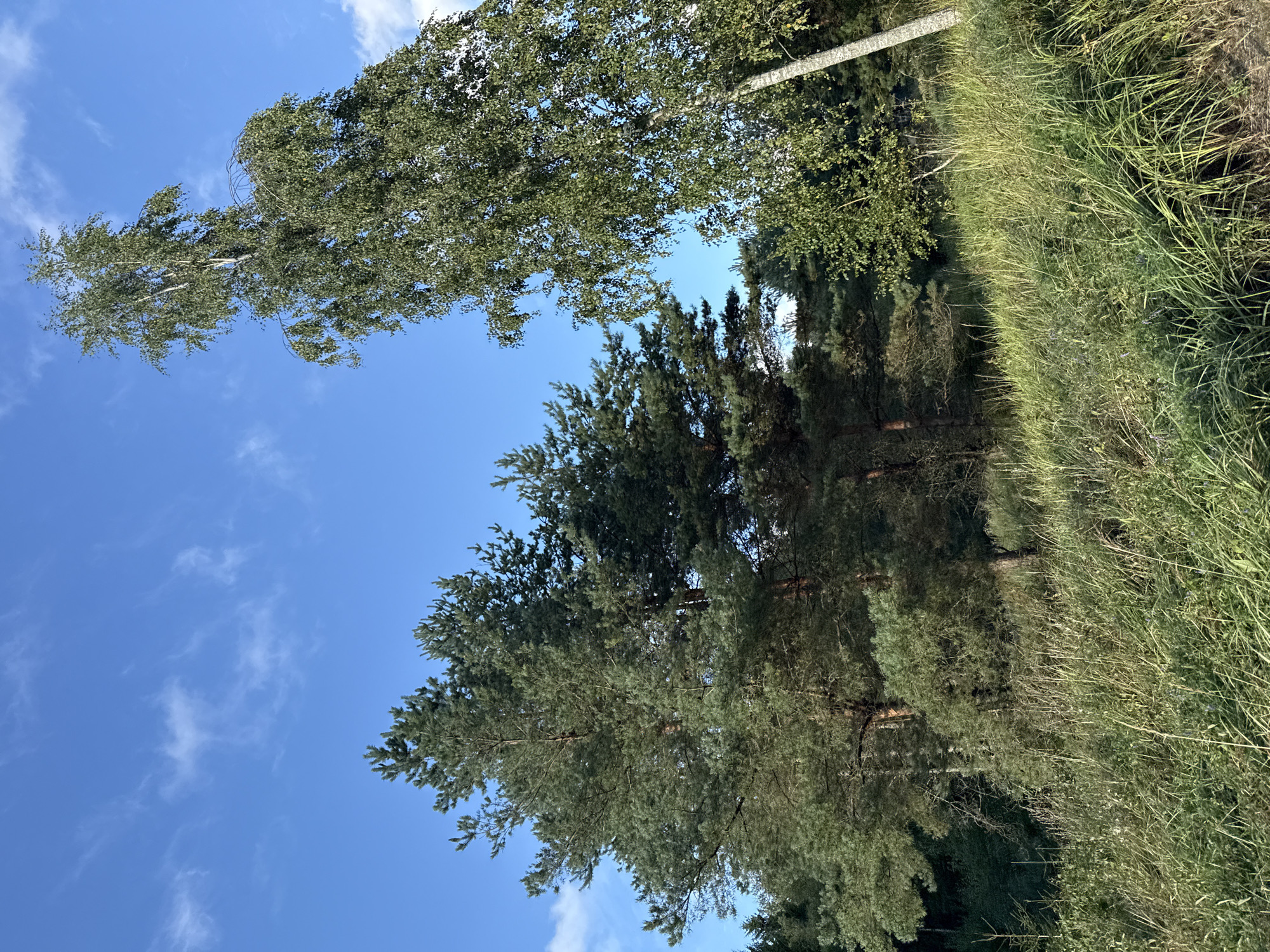 This is a vertical, medium-angle, eye-level, full shot photograph of a natural landscape. The scene features a bright blue sky with scattered wispy white clouds in the upper half of the image. The lower half of the image is dominated by lush green vegetation. In the foreground, tall grasses and other wild plants are visible, with some appearing dry and yellowed.
Several trees are prominent in the midground and background. On the left side of the image, a cluster of tall pine trees stands densely packed together, their dark green needles contrasting with the sky. To the right of the pine trees, a tall, slender birch tree with white bark and green leaves extends upwards, its branches reaching towards the sky and some drooping. Further back, behind the birch tree, is a dense forest of darker green trees. The overall environment appears to be a clearing or edge of a forest, possibly in a rural or park-like setting. There are no people or animals visible in the image. The lighting suggests it is daytime, likely late morning or early afternoon, with the sun illuminating the scene from the left. The photograph was taken in Harkujärve, Estonia.