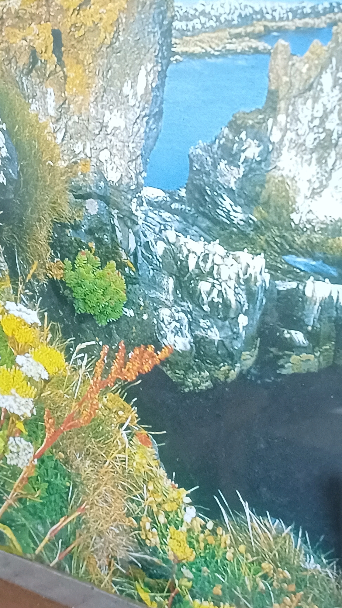 The image depicts a rocky coastal landscape with a body of blue water visible between rock formations. Lush green vegetation, including small bushes and grass, grows on the cliffs. In the foreground, there are clusters of small yellow and white flowers, along with some reddish-orange plant stalks. The rocks are weathered and appear to be covered in patches of lichen, giving them a textured appearance. The scene is brightly lit, suggesting it was taken during the daytime. There is no indication of the city of Wonokerso, Indonesia, or any people in the image.