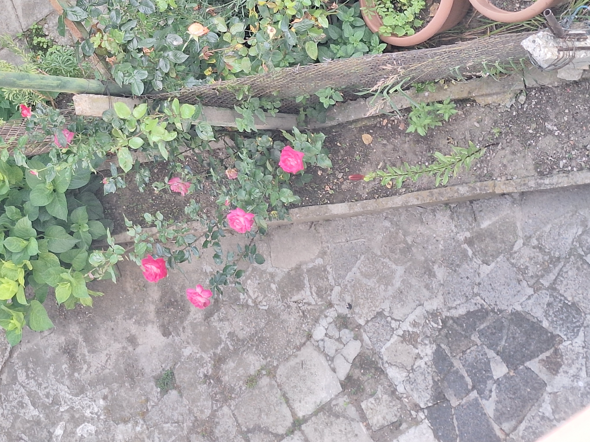 This is an eye-level, medium shot of a garden area in Varna, Bulgaria, featuring a patch of pink roses. The roses are blooming on a bush with green leaves, and some are slightly wilted. The garden bed is edged with concrete, and a wire mesh fence is visible to the right. The ground is covered with soil and scattered leaves. To the left of the garden bed, there is a paved area made of gray interlocking stones, some of which are broken or missing. The overall scene depicts an outdoor garden with a mix of healthy and slightly neglected elements. There are no people or animals present in the image.