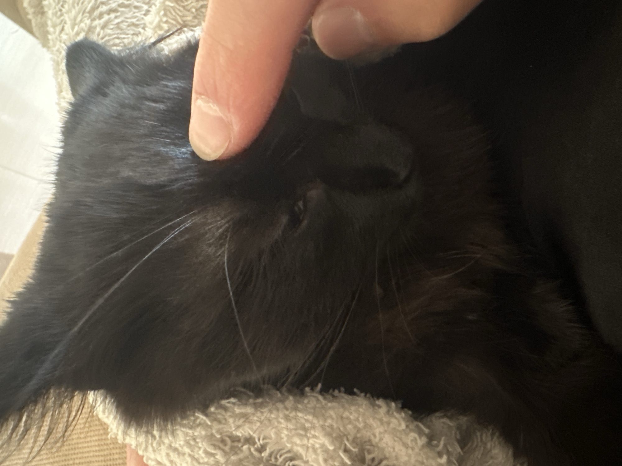 A close-up image shows a black cat, likely domestic, resting on a light-colored, textured surface (possibly a towel or blanket). A human hand, with two fingers visible, is touching the cat's head near its eye. The cat appears to be relaxed or sleeping, with its eyes mostly closed. The background is blurred, offering no information about the location. No evidence suggests this is in Sofia, Bulgaria.