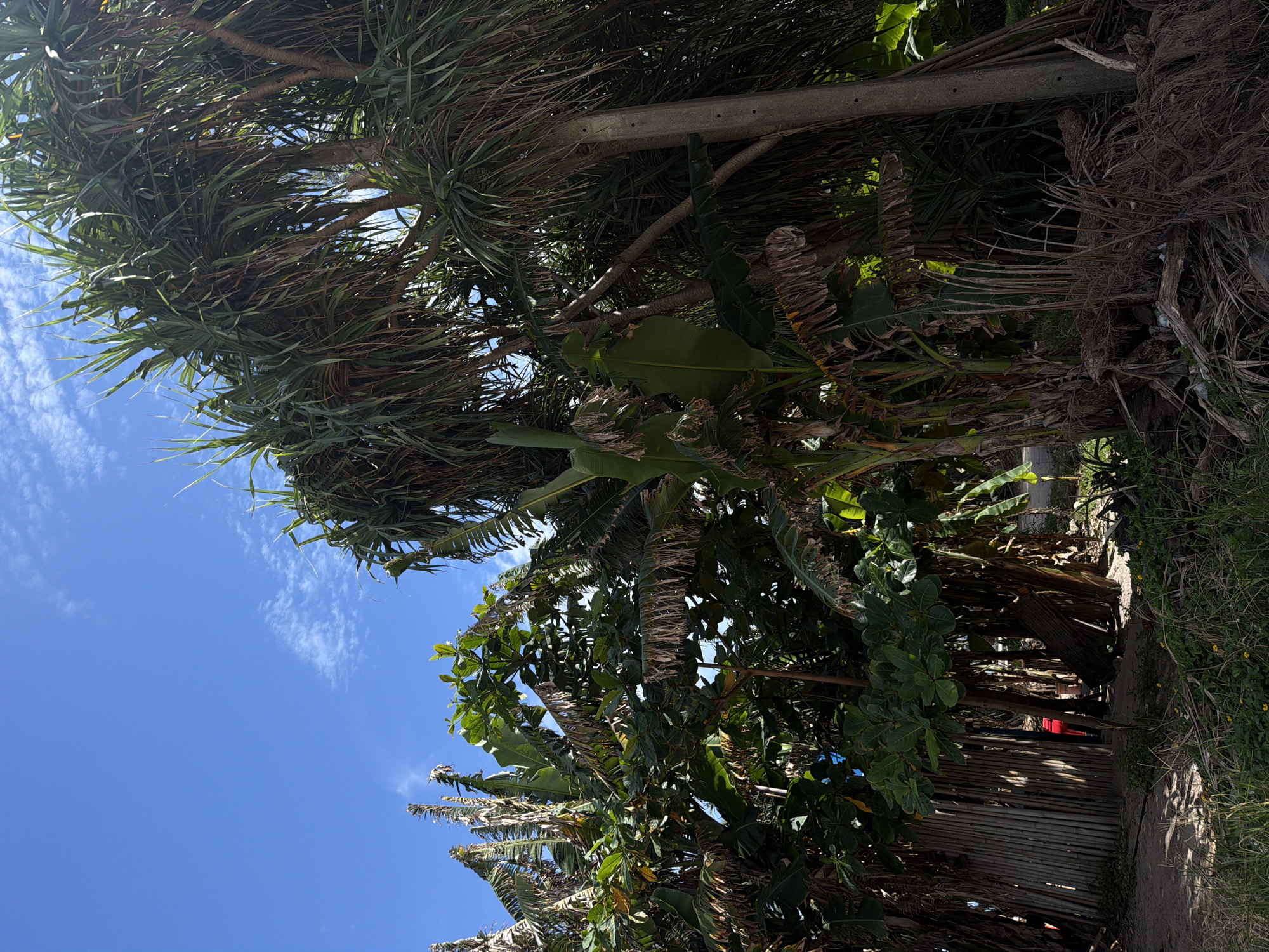 The image depicts a dense cluster of tropical vegetation, including banana trees with large, ragged leaves and pandanus trees with spiky foliage, under a bright blue sky with scattered white clouds. The vegetation is thick and somewhat overgrown, with dried leaves and branches scattered on the ground. A tall, concrete utility pole stands among the trees on the right side of the frame. In the background, a fence constructed of vertical bamboo poles is visible, with a small opening revealing a glimpse of a red object within. The ground is sandy with patches of dry grass and small yellow flowers. The overall scene suggests a humid, tropical environment, likely in a somewhat unkempt or naturalized area, possibly on the outskirts of a residential or commercial zone in Choeng Thale, Thailand. The lighting indicates it is daytime, with strong sunlight casting shadows.