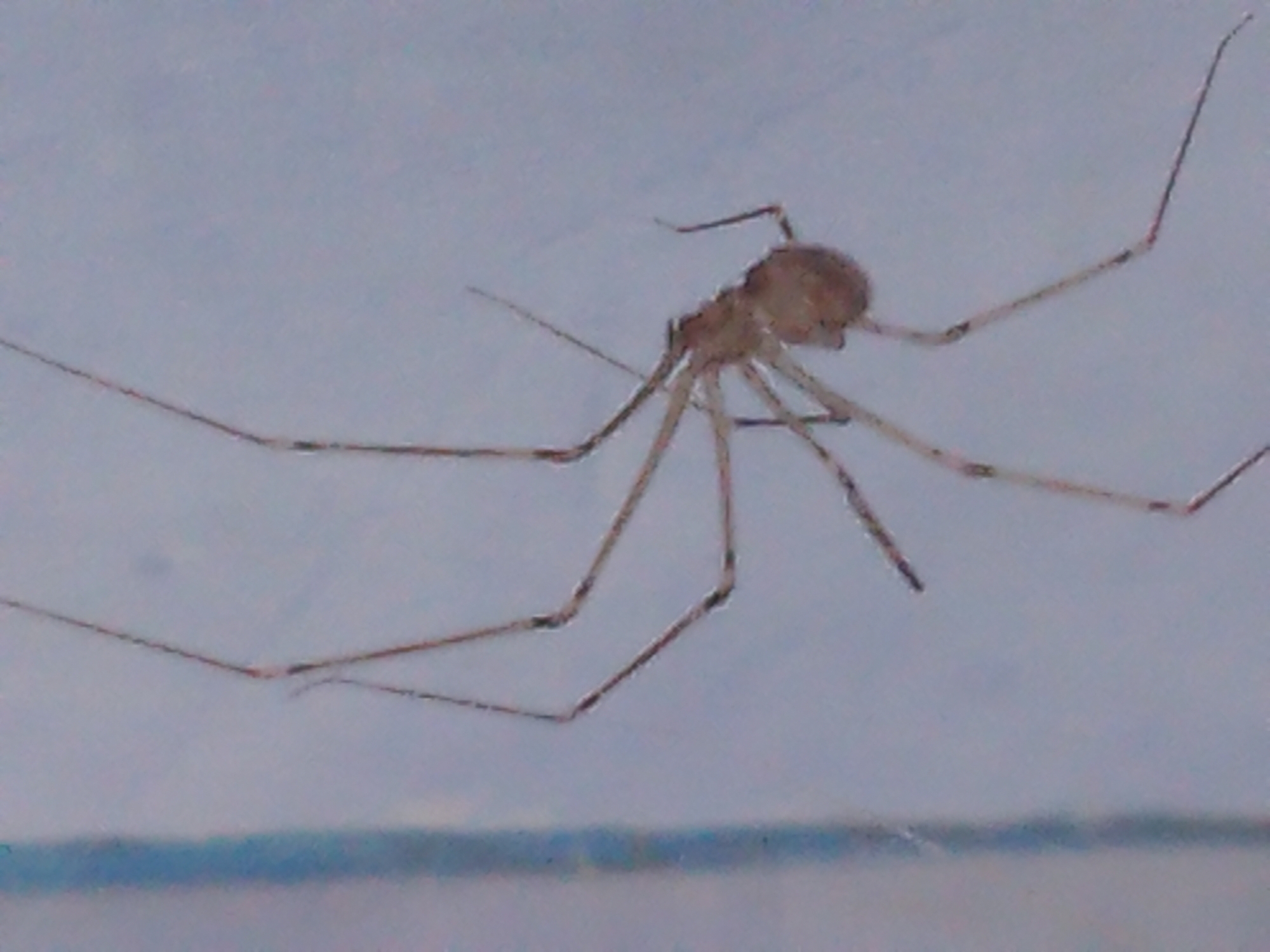 A macro photograph captures a cellar spider, likely a Pholcidae species, suspended in mid-air against a pale blue background. The spider's body is small and tan-colored, with a slightly oval abdomen. Its eight long, spindly legs are extended outwards, creating a delicate, almost ethereal silhouette. The legs appear segmented and are a lighter tan than the body, with darker joints. One leg is bent at a sharp angle, suggesting movement or a resting position. The background is a soft, out-of-focus blue, possibly a wall or sky, with a faint vertical blue stripe on the left side of the frame, which may indicate a window frame or a different surface. The lighting is soft, highlighting the texture of the spider's exoskeleton and the thinness of its legs. The overall impression is one of stillness and fragility. The image is devoid of any specific location information within Batu, Indonesia, providing only a close-up view of the arachnid.