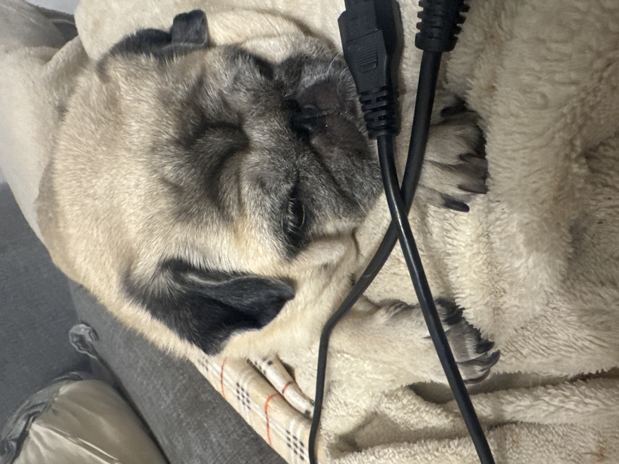 A pug dog is resting on a beige fuzzy blanket and a couch. The dog has its head down and its eyes are partially closed. There are black cords from electronic devices resting on top of the dog and the blanket. The scene appears to be indoors, possibly in a living room. There is no indication of the city of Bishkek, Kyrgyzstan.