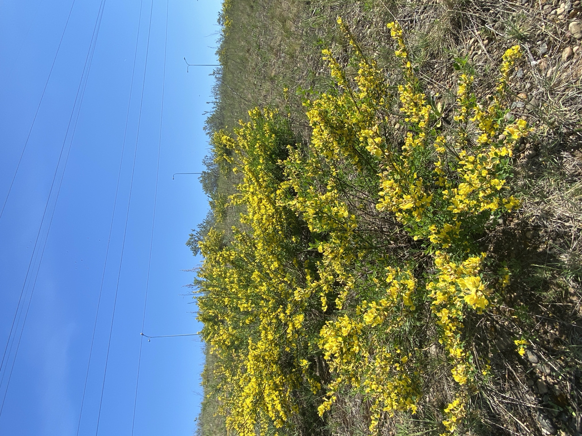 The image shows a field of yellow flowering bushes in Chaikovsky, Russia, likely on a hillside, with power lines overhead against a clear blue sky. The ground is dry and rocky, with sparse vegetation.