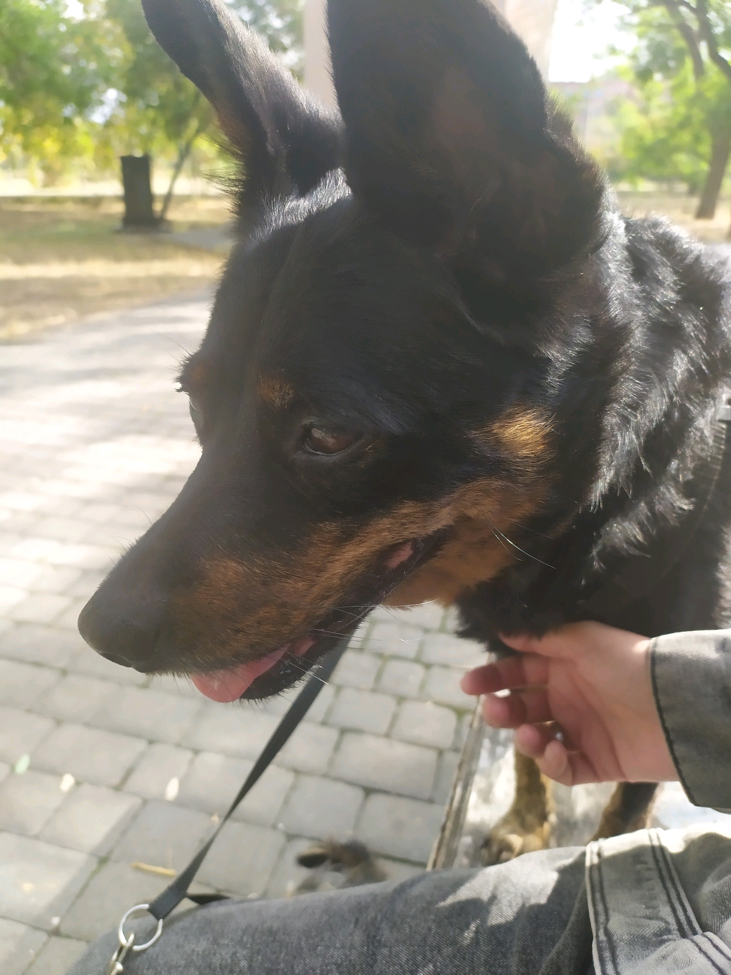 A close-up shot shows the head of a black and tan dog sitting outdoors. The dog's ears are prominent and alert, and its tongue is slightly out. A person's hand is visible, gently resting on the dog's neck. The background suggests a park-like setting with trees and a paved pathway. This scene is located in Mykolaiv, Ukraine.