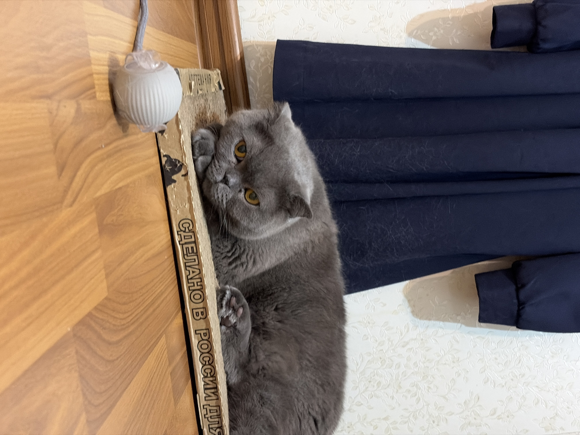 A gray Scottish Fold cat is perched on its back within a cardboard scratching box. The box has the inscription "Made in Russia," rendered vertically. The cat has yellow eyes, with one paw on the side of the box. The box leans against a wooden wall and a white wall with a floral pattern. A gray toy mouse attached to a clear plastic cover is affixed to the wooden wall. A dark blue jacket is hanging on the white wall. The location is likely Izhevsk, Russia, based on the inscription.