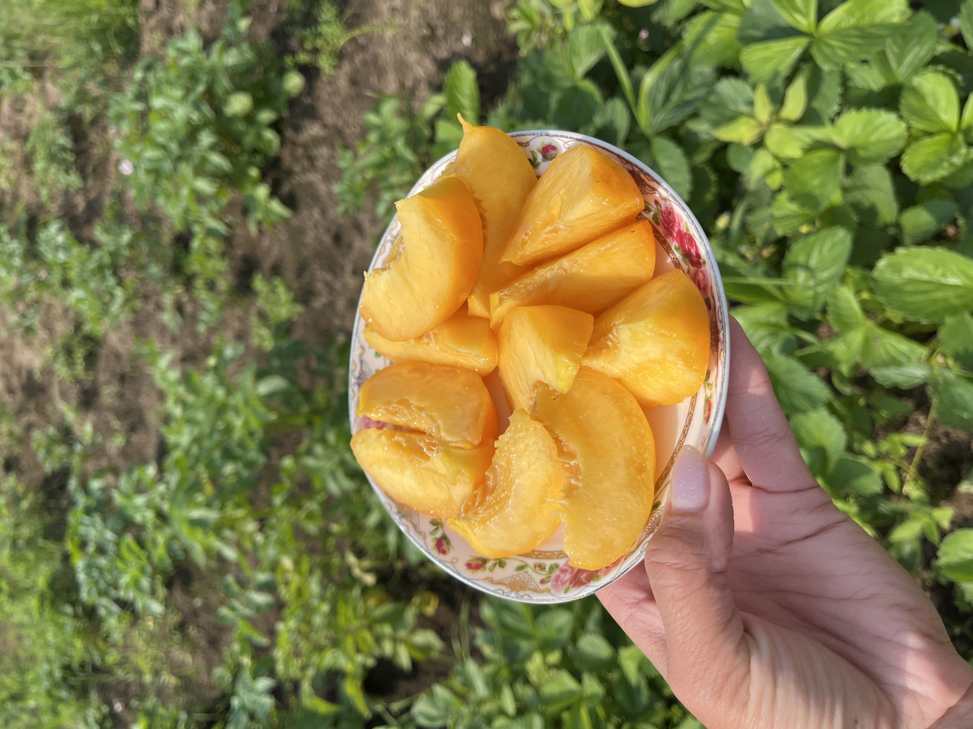 A hand holding a small decorative plate filled with sliced peaches is positioned in the foreground of the image. The plate has a floral pattern with pink roses and green leaves on a white background. The peaches are bright orange and appear fresh. Behind the plate, a blurred background shows rows of green plants, possibly in a garden or field. The lighting suggests it is daytime, with the sun illuminating the scene from the side. The image appears to be taken outdoors. It is not possible to determine the specific location within Petropavlovsk-Kamchatsky, Russia based solely on this image.