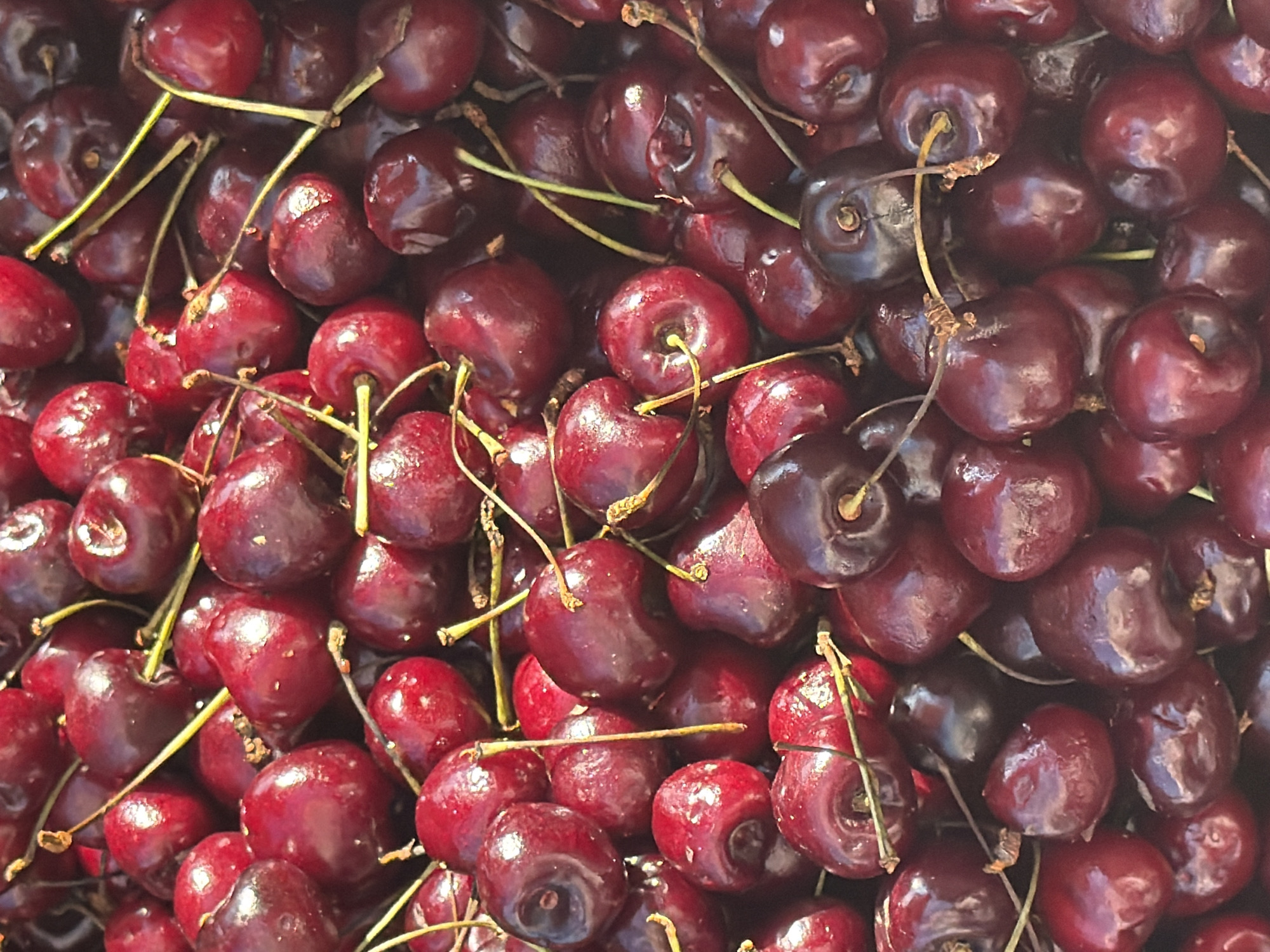 The image is a close-up, overhead shot of a large pile of dark red cherries. The cherries are fresh and appear ripe, with some still attached to their green stems. They are clustered together, filling the entire frame. The lighting suggests it is daytime, and the overall mood is natural and simple, focusing on the texture and color of the fruit. There are no people, text, or specific location cues visible in the image beyond the subject matter of the cherries themselves. The setting is implied to be somewhere where cherries are grown or sold. The image is static and does not depict any activity or event.