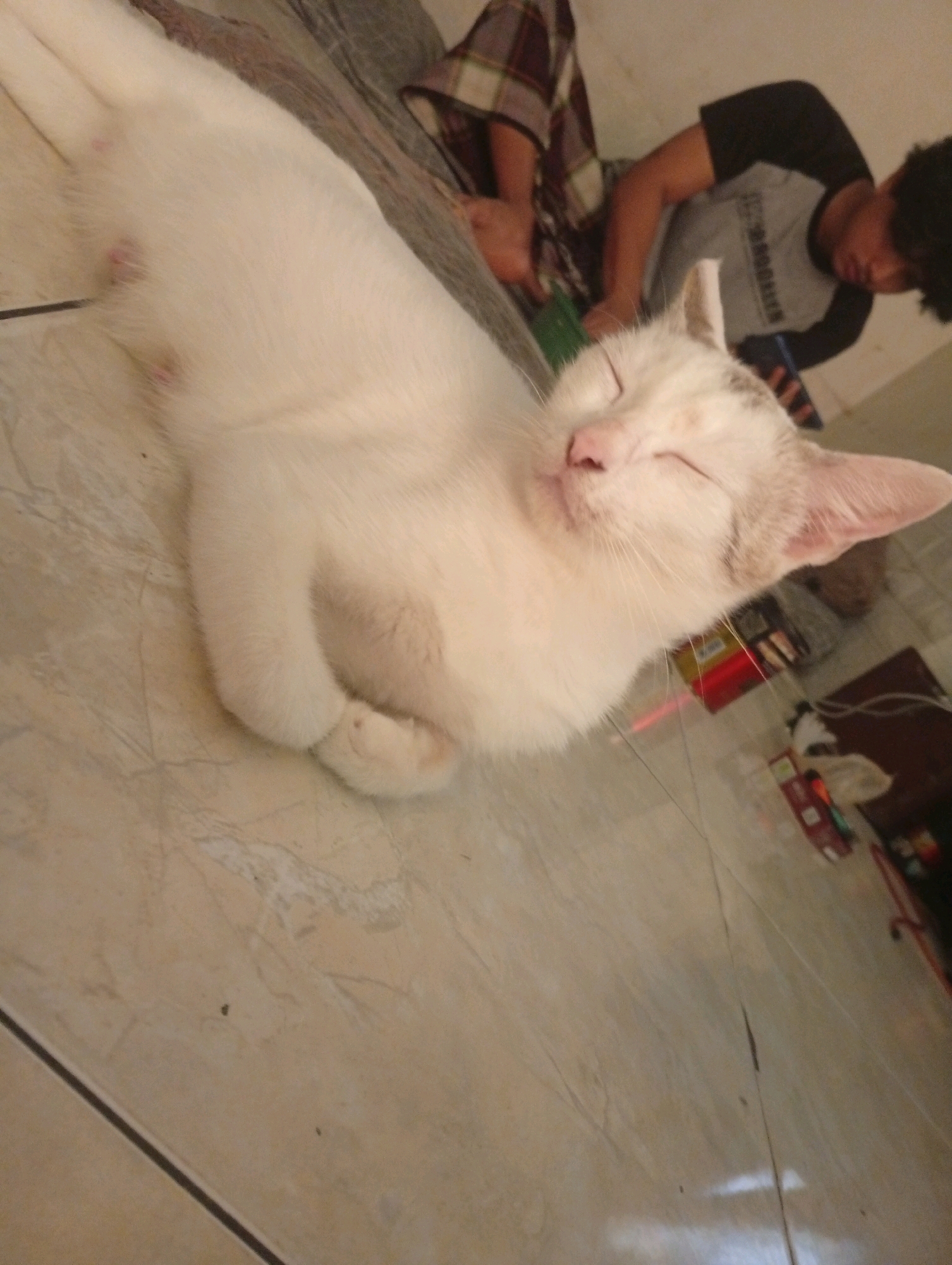 The image shows a white cat sleeping on a tiled floor in a room. The cat is curled up with its paws tucked underneath its body. Its eyes are closed, and its mouth is slightly open. In the background, a person is lying on the floor, wearing a dark t-shirt and checkered pants. The room appears to be dimly lit, and there are various objects scattered around, including boxes and what looks like a mat or blanket. The overall impression is one of a relaxed and casual atmosphere within a residential setting, possibly in Bajingjowo, Indonesia.