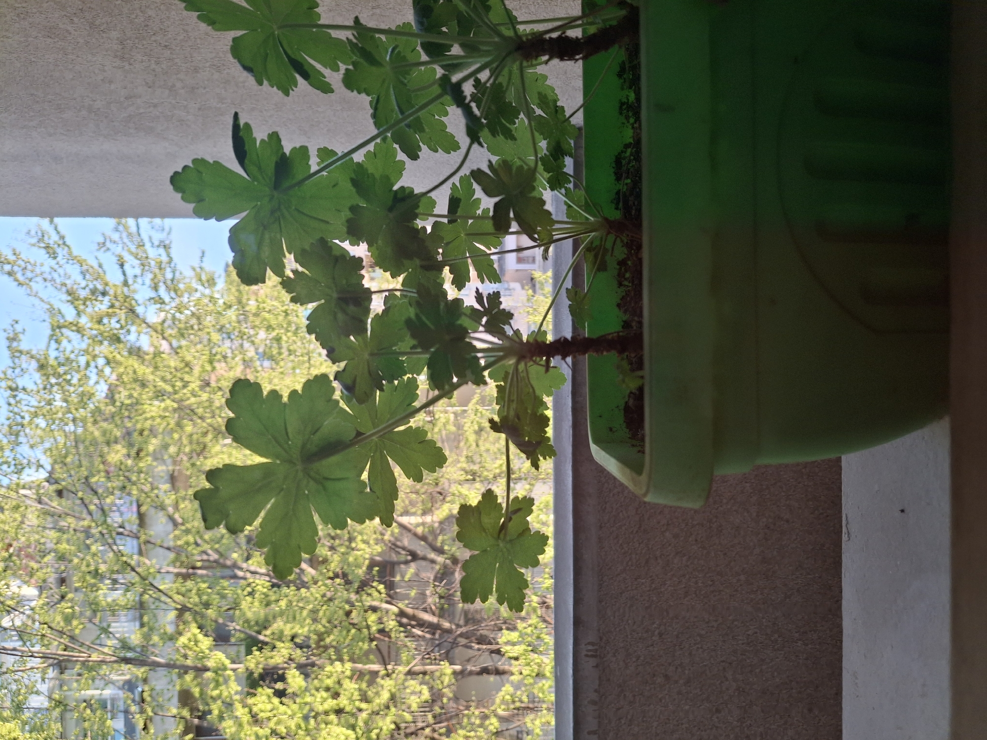 A green potted plant is positioned on a ledge or balcony. Outside, a tree with light green foliage is visible under a blue sky. The building across the street is blurred in the background. The location is in an urban environment, city and location unknown.