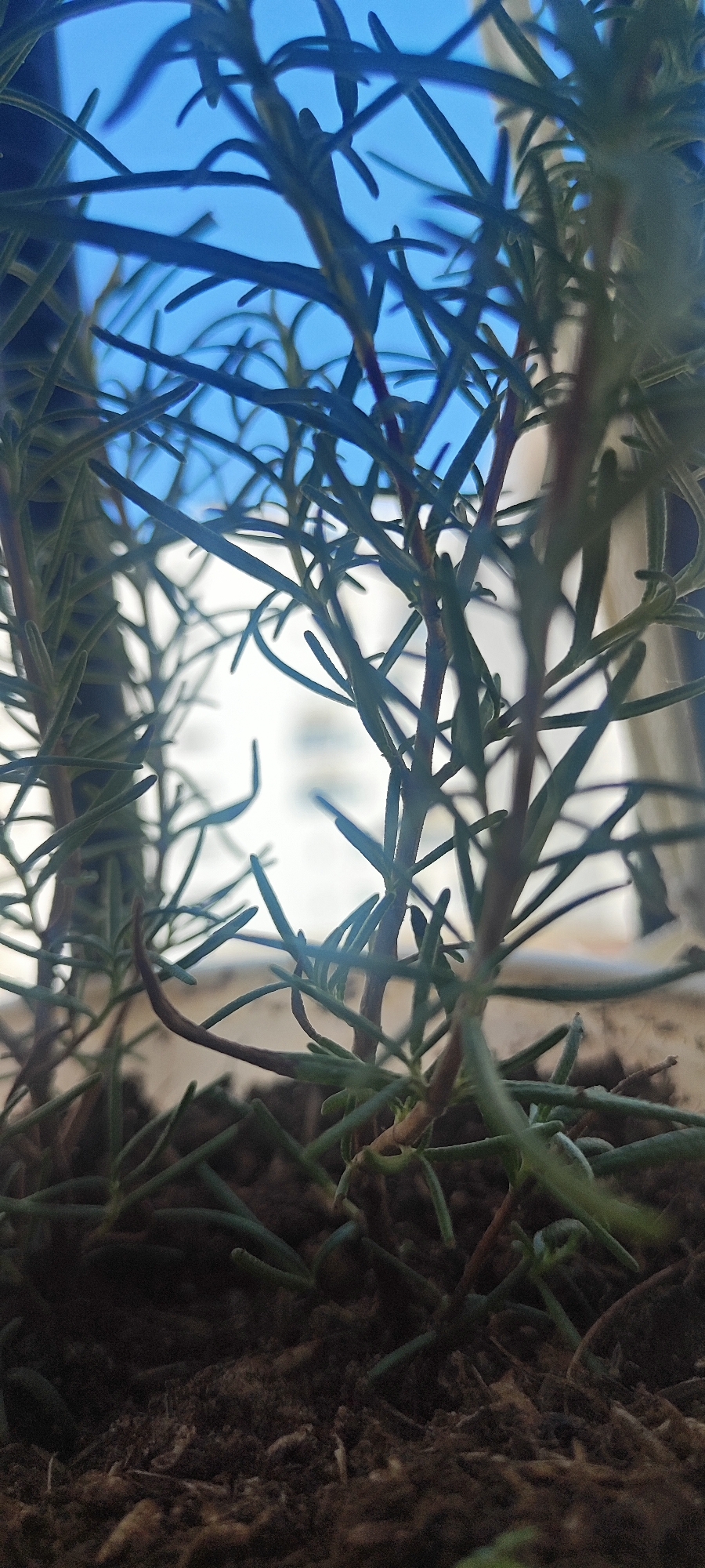 The image shows a close-up, low-angle view of a rosemary plant in a pot. The plant has thin, green leaves and reddish-brown stems, and it is growing in dark soil. The background is blurred but appears to be a window with a bright sky visible through it, suggesting the plant is indoors near a window. The overall lighting is natural, coming from the window. No people are visible in the image.