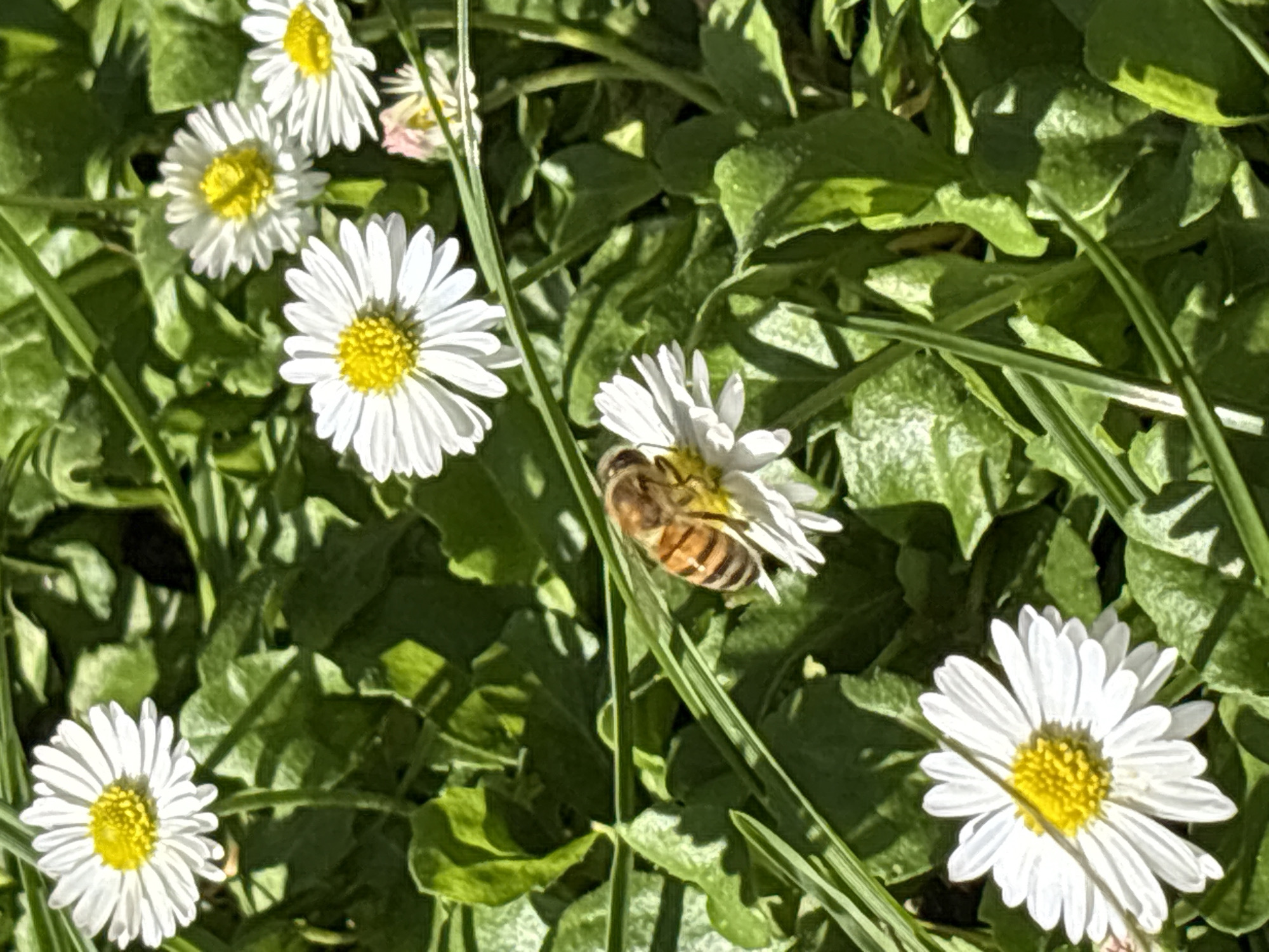 A close-up shot of daisies in a grassy area in Huixquilucan de Degollado, Mexico. There are several daisies with white petals and yellow centers. One of the daisies has a bee on it, with its head facing towards the center of the flower. The grass and leaves around the daisies are green.