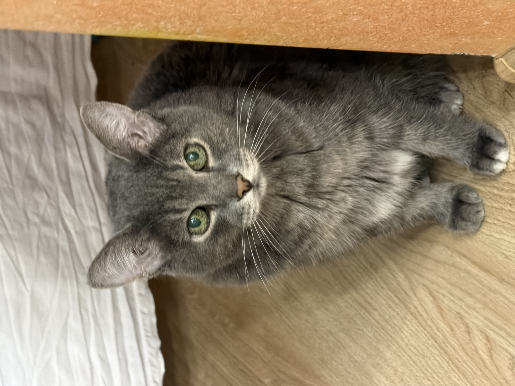 A grey cat with green eyes is lying on a wooden floor next to a white textured object, possibly a bed or a pile of clothes. The cat is partially under a light brown surface, likely a piece of furniture. Its body is mostly visible, and it is looking up towards the camera. The cat's fur is short and grey with some lighter markings. Its whiskers are long and white. The background is simple, with the wooden floor and the white object providing the primary context. The lighting suggests it is daytime, and the indoor setting is casual and domestic. There is no visible text in the image. The overall mood is calm and peaceful, with the cat appearing curious and alert. The scene is set in Solikamsk, Russia.
