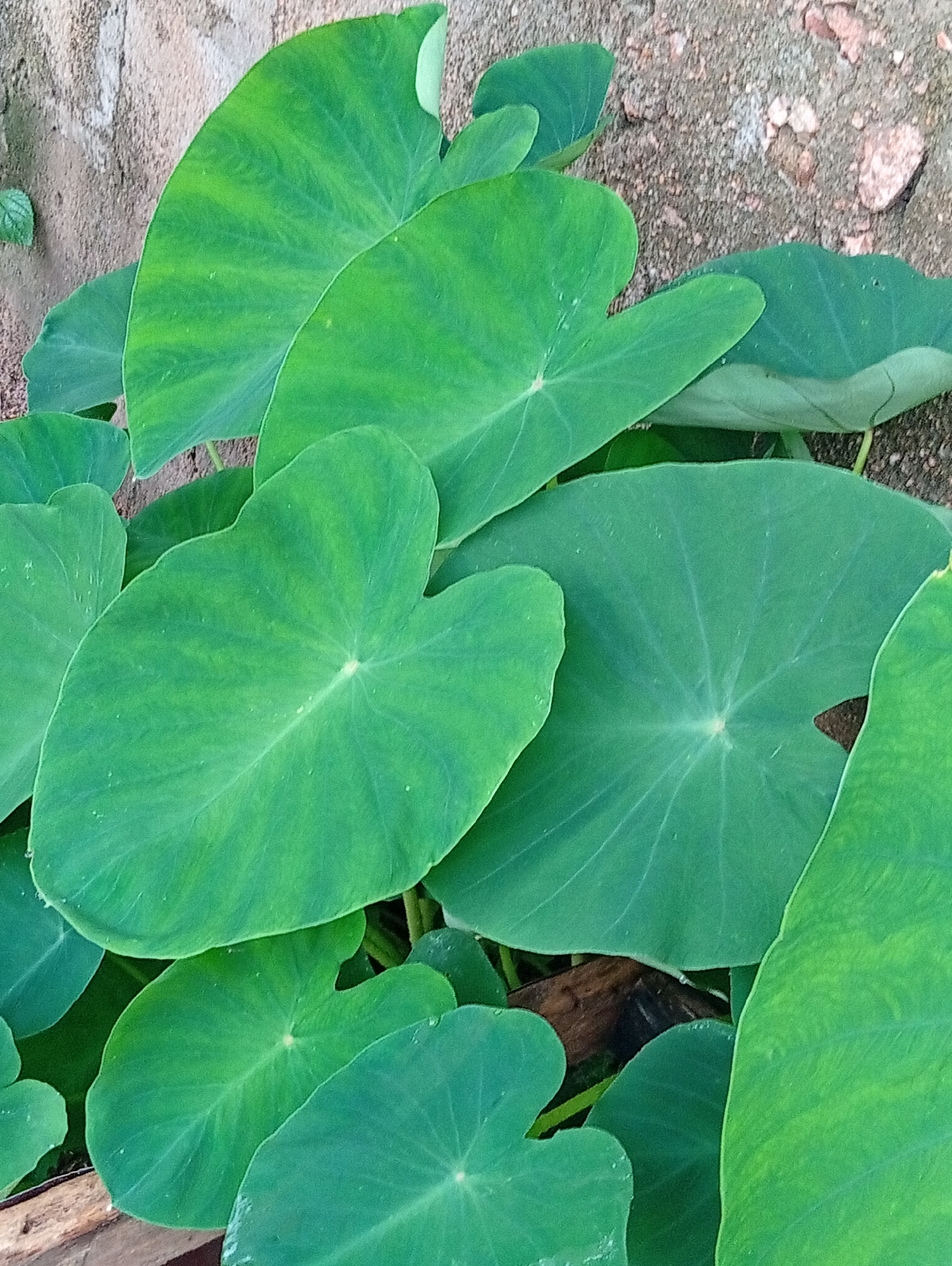 A close-up, eye-level shot displays a cluster of large, vibrant green taro leaves (Colocasia esculenta) in Jalingo, Nigeria. The heart-shaped leaves, with their prominent central veins radiating outwards, fill the frame. The surface of the leaves appears smooth, with some slight variation in color, indicating possible water droplets or minor imperfections. The leaves overlap and angle in various directions, creating a sense of depth and lushness. The background consists of a textured, earthy-toned wall with small stones, likely a weathered concrete or mud structure, and scattered, darker soil. A hint of dry, brown organic matter is visible between some of the leaves, suggesting the presence of other plant material or debris. No people or animals are present in the scene. The lighting appears natural, casting subtle shadows that highlight the form and texture of the leaves. The overall impression is one of natural growth and organic abundance.