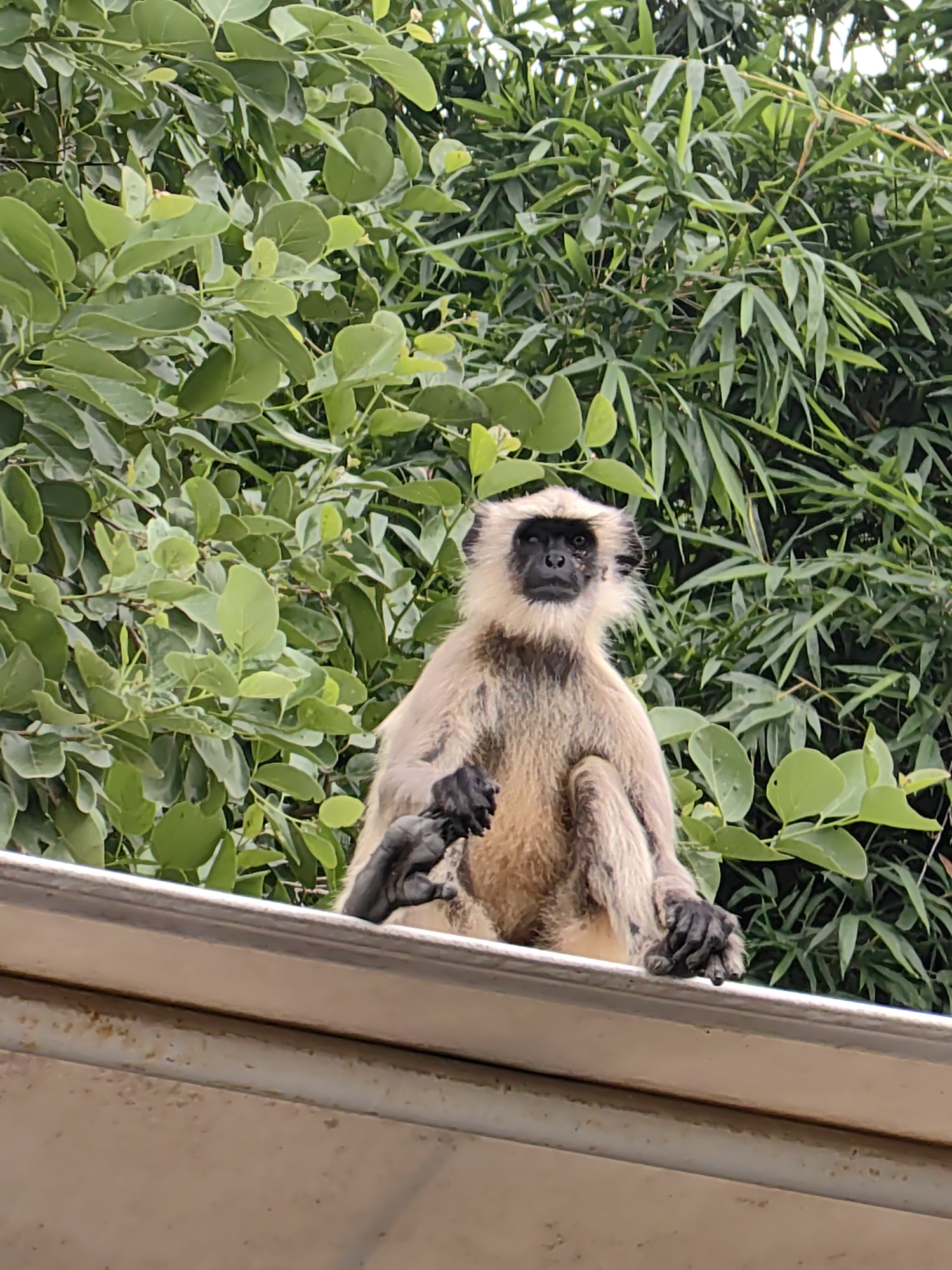 A langur monkey sits on a textured, beige, horizontal surface, possibly a rooftop, with its dark-fingered hands resting on its legs. The monkey has light brown fur, a dark face with a prominent black nose and dark eyes, and lighter fur around its neck and face. It is positioned centrally in the frame. Behind the monkey, a dense backdrop of green foliage and bamboo leaves creates a natural environment. The lighting suggests an overcast or shaded day. The setting is implied to be in Ellora, India, given the natural vegetation and the presence of the monkey.