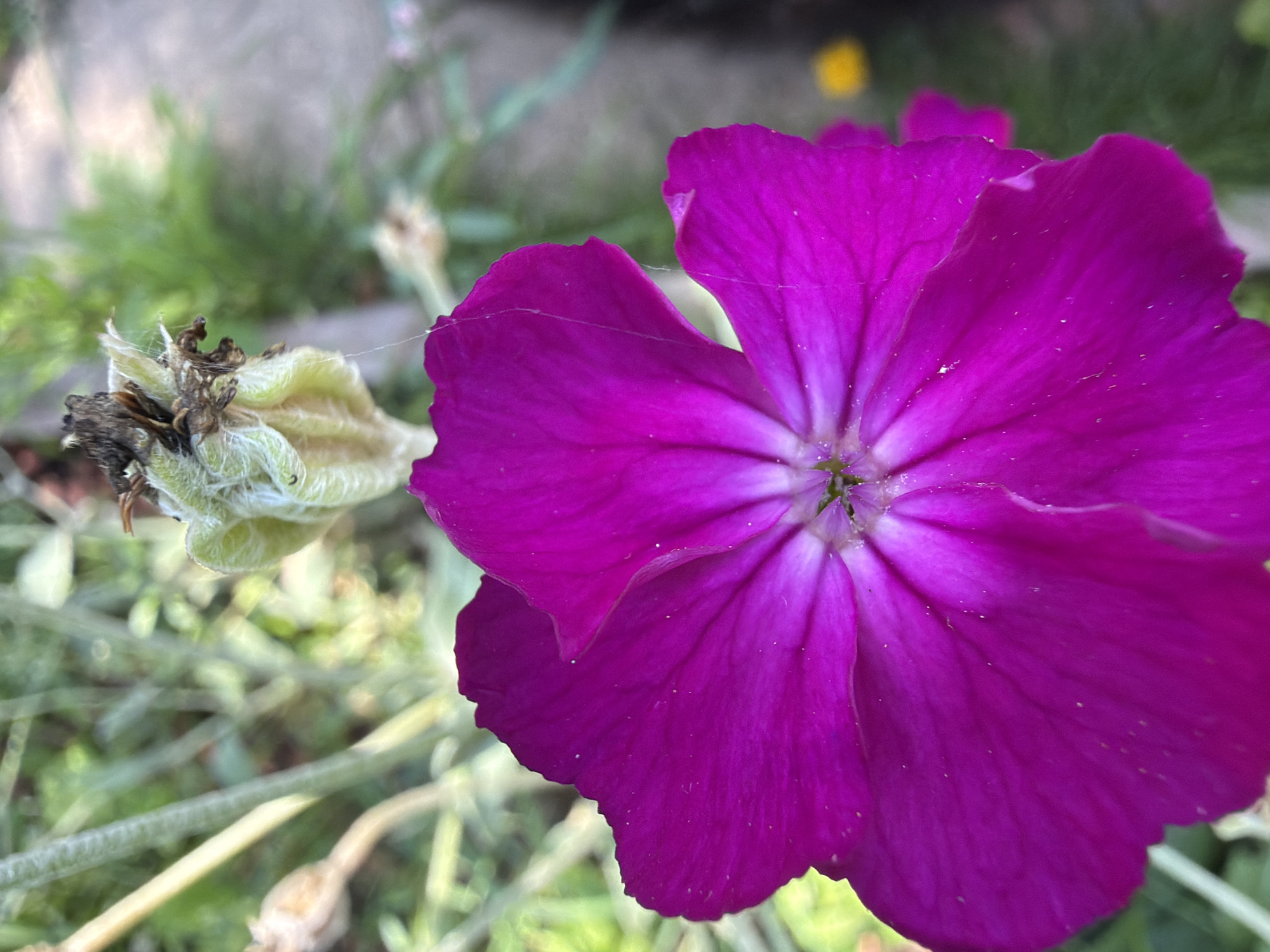 A close-up, low-angle shot showcases a vibrant, fuchsia-colored flower in the foreground. The flower's petals are broad and slightly ruffled, with delicate veins radiating from the center. The center of the flower exhibits a lighter shade of pink or white. Above and slightly to the left of the flower, a seed head or developing seed pod is visible, characterized by its light green, fuzzy exterior and dried, brown remnants at its tip. A thin strand of spiderweb is faintly visible connecting the seed head to the flower's petals. The background is softly blurred, with elements of green foliage and what appears to be a light-colored, textured surface, possibly a path or wall. A small, out-of-focus yellow object is present in the far right background. The overall lighting suggests an outdoor, daytime scene. The location is Gribki, Russia.