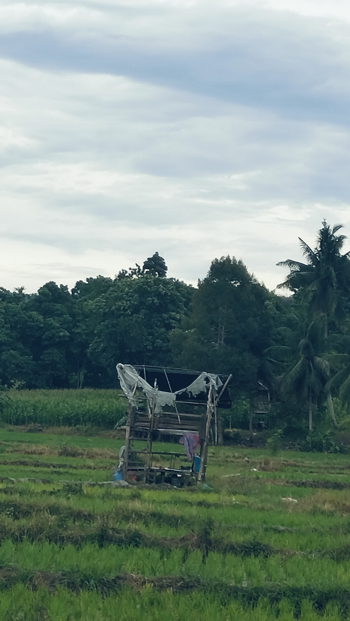 The image presents a rural agricultural landscape in Lambarotunong, Indonesia, under an overcast sky. In the foreground, vast green fields, likely rice paddies, are visible, characterized by distinct rows or sections of vibrant young plants.
A rustic, makeshift hut or shelter stands in the mid-ground, constructed from rough wooden poles and branches. Its roof is covered with a tattered, light-colored fabric or tarp, appearing weathered and somewhat torn. Inside or around the base of the shelter, there are a few items, including what appears to be laundry or fabric hanging from a beam, with visible pinkish-purple and lighter hues, and a blue container on the ground.
Beyond the fields and the hut, a dense line of lush green trees forms the background. These include various types of foliage, with several tall palm trees discernible on the right side, suggesting a tropical environment. The sky is dominated by soft, diffused grey and white clouds, indicating an overcast daytime. No people are visible, and no specific activities are explicitly taking place, lending a quiet and serene atmosphere to the scene. There is no visible text in the image.