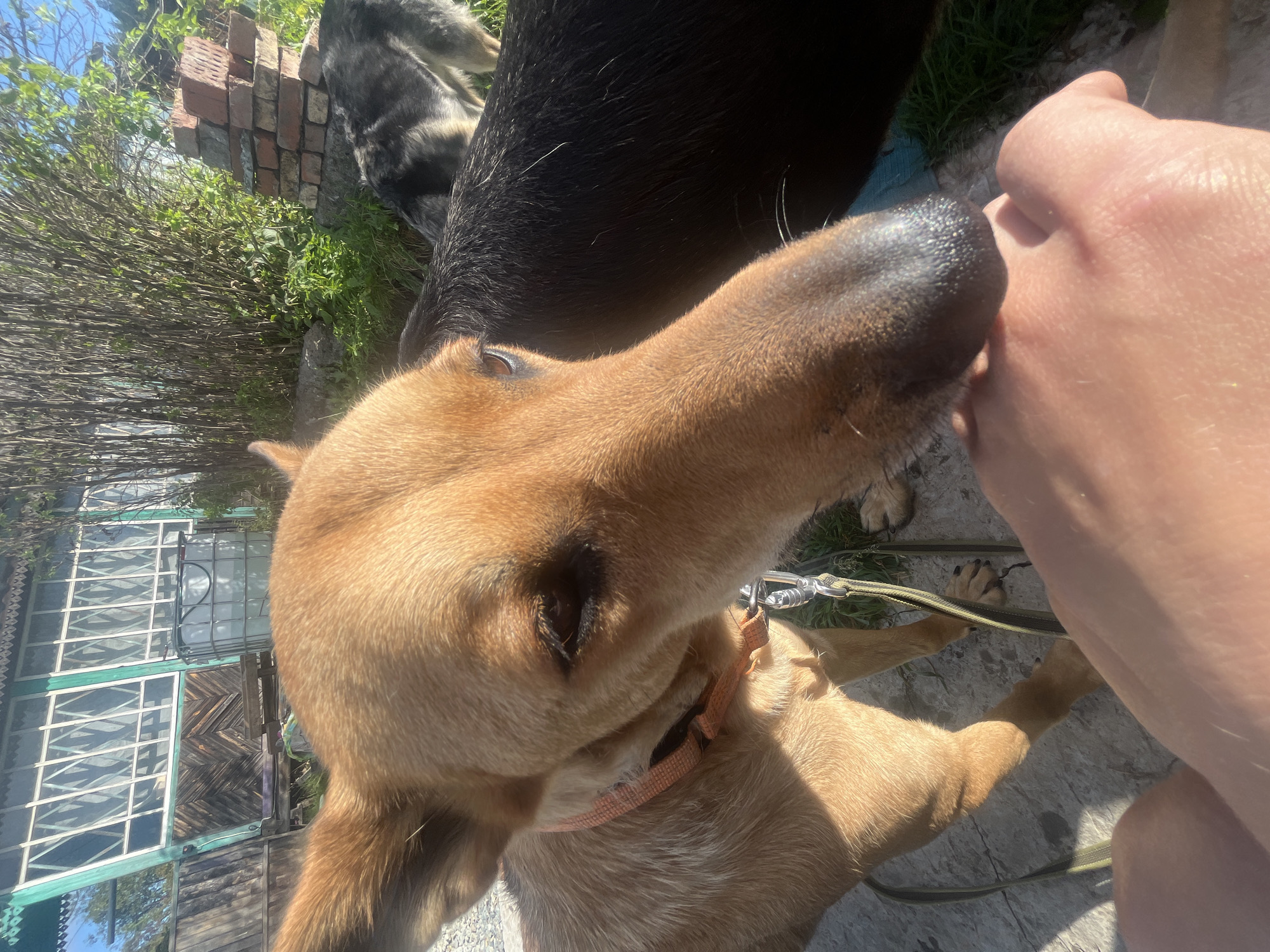 A close-up, eye-level, outdoor shot features a medium-sized, light brown dog with its nose and mouth in direct contact with a person's hand. The dog is wearing a bright orange collar and a leash, which extends out of frame. Its ears are pricked forward, and its eyes are open, looking slightly downwards towards the hand. The background reveals a rustic setting with a wooden structure, possibly a building or fence, and overgrown green vegetation. A large white industrial water tank is visible on the left side of the frame, adjacent to the wooden structure. In the mid-ground, a larger, darker dog is partially visible, also sniffing the ground. The lighting suggests it is a sunny day. The scene is likely set in a rural or semi-rural area in Nizhny Tagil, Russia.